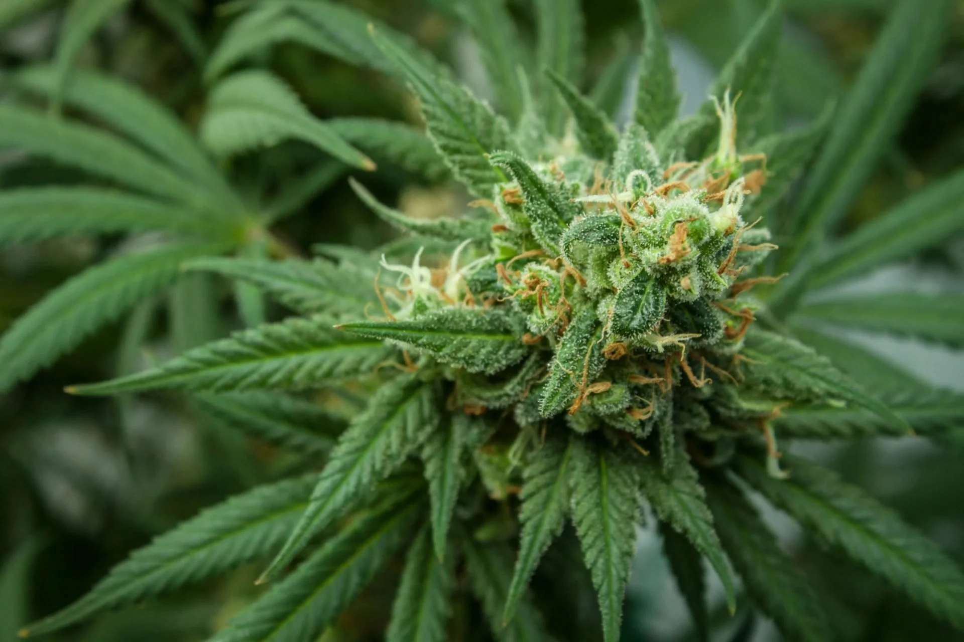 When Does It Make Sense To Use Cannabis For Chronic Pain?