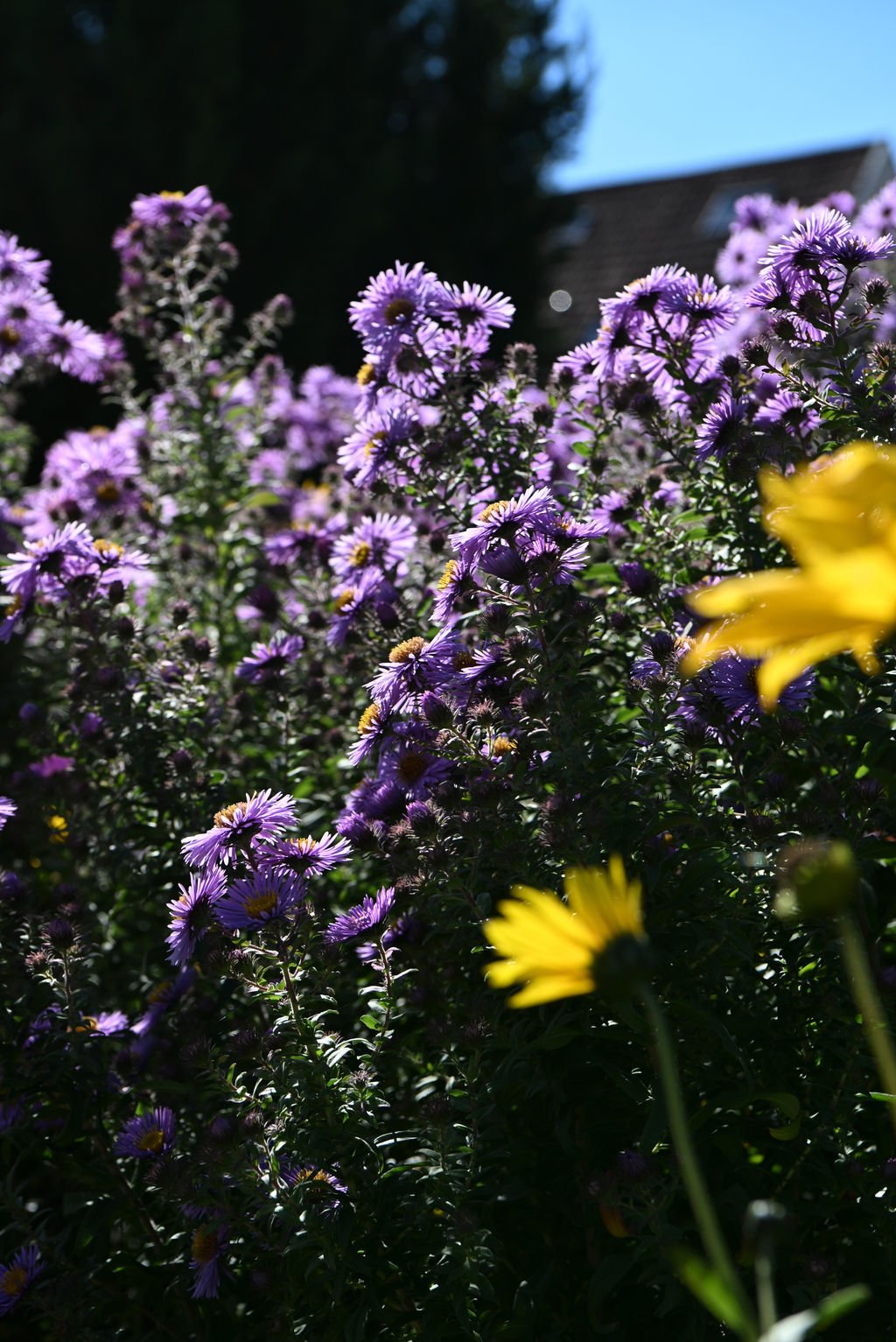 Close-up of purple and yellow flowers in a garden with a house and blue sky in the background.