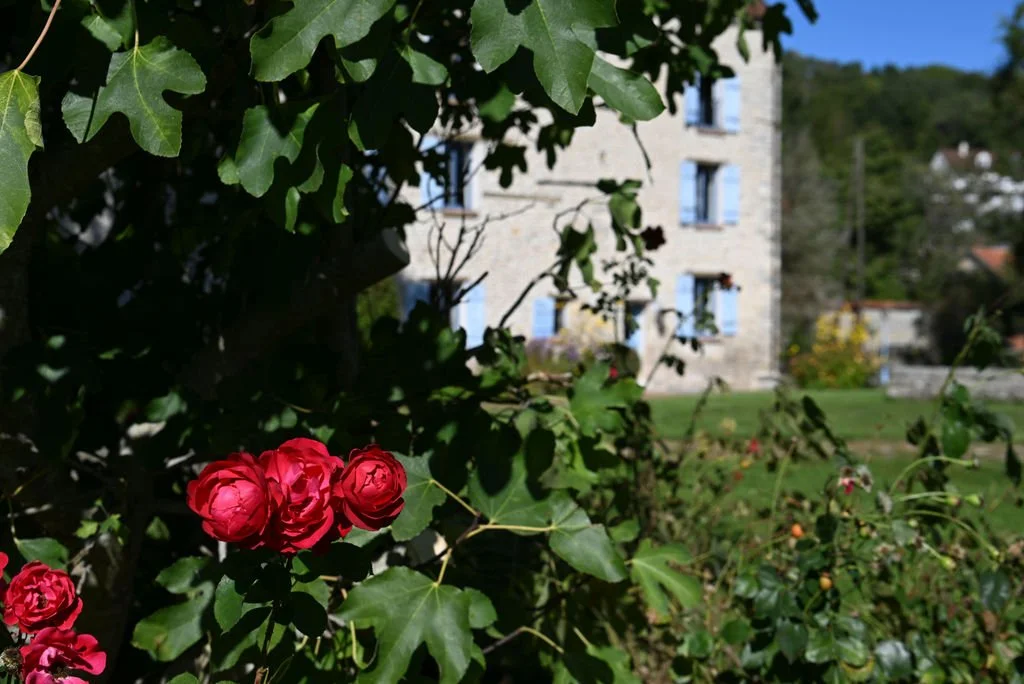 Red roses and green leaves in the foreground, with a stone house with blue windows and a green lawn in the background.