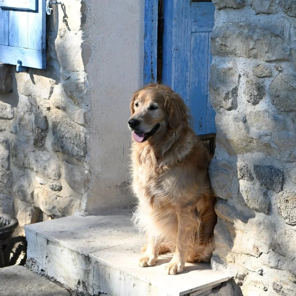 A golden retriever sitting on a stone porch next to a stone wall and a blue wooden door.
