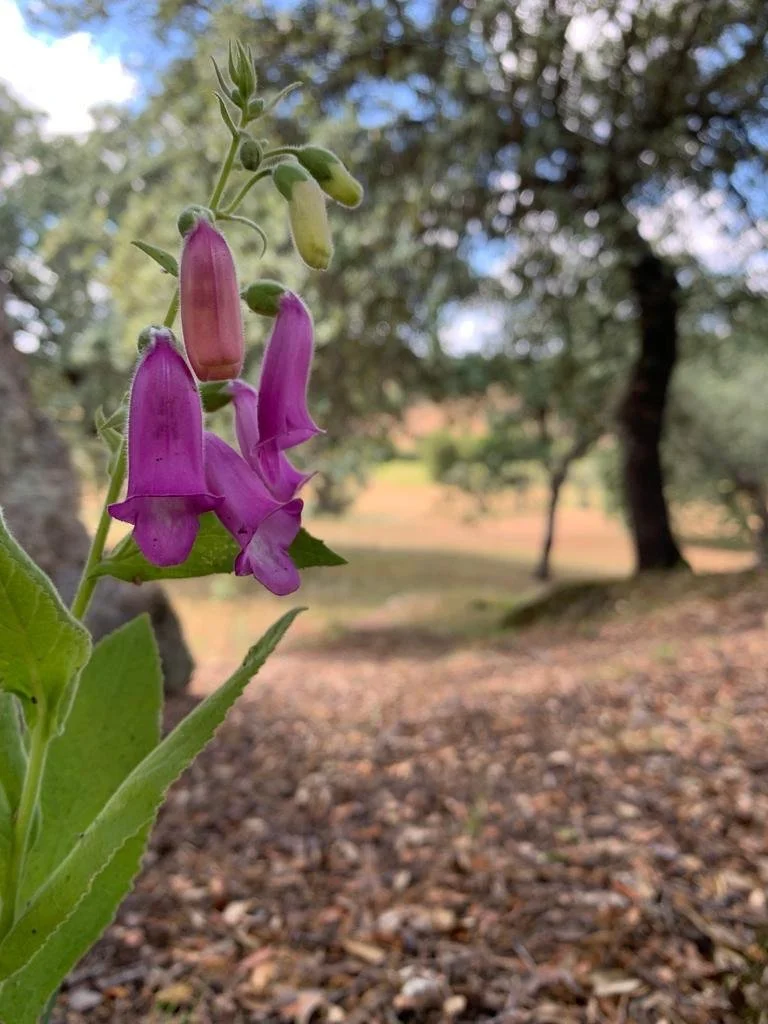 Dedalera ibérica (Digitalis thapsi), endemismo ibérico, bajo el abrigo granítico de la finca Los Álamos.