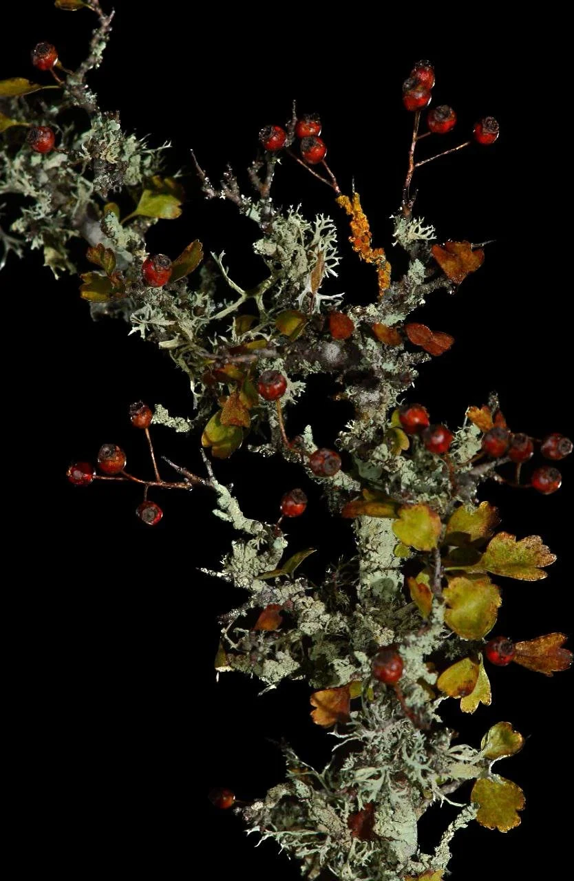 Crataegus Monogyna con frutos