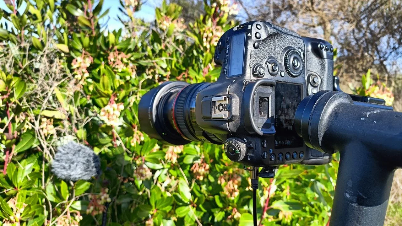 Fotografía madroño abejas flores