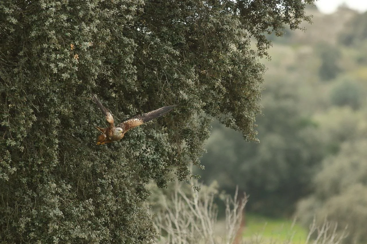 Milano real (Milvus milvus), especie en peligro de extinción, sobre una encina de la fina Los Álamos.