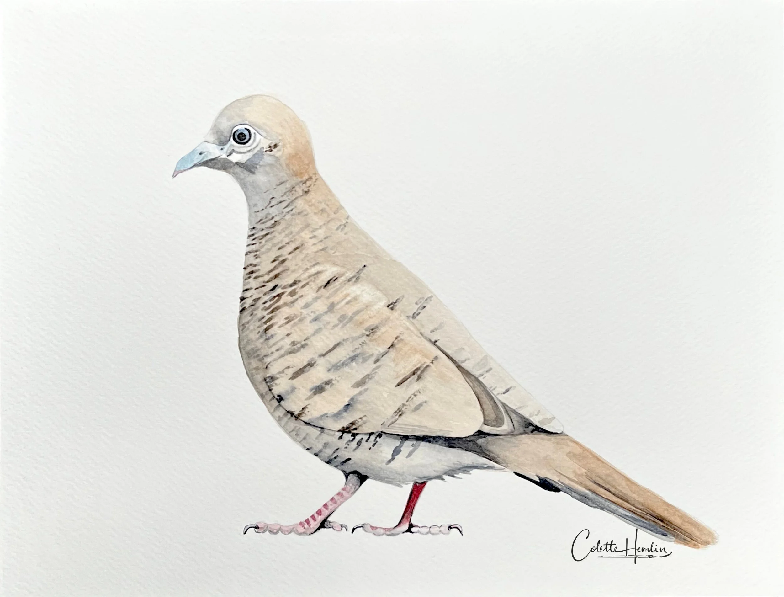 "Colombine zébrée". Aquarelle, papier Fabriano Deserres 300g 25% coton, 9 x 12 po (23 x 30 cm). Juillet 2026, d'après une photo personnelle. ---------- 2026-43
