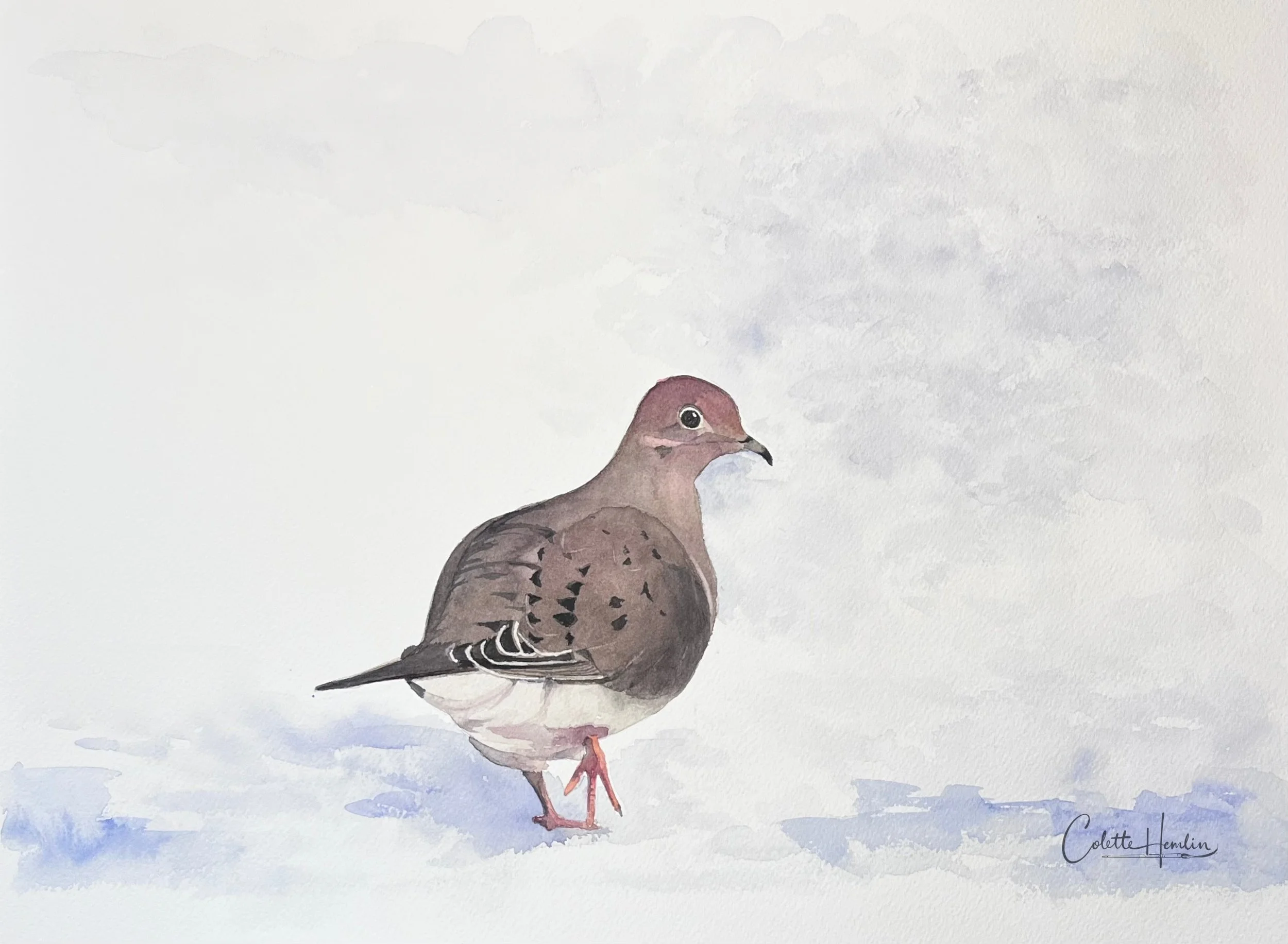 "Quelques pas dans la neige" (tourterelle triste), aquarelle, papier Fabriano Deserres 300g, 11 x 15 po (28 x 38 cm) 25% coton, novembre 2024 d'après une photo personnelle.----------  2024-67 VENDUE