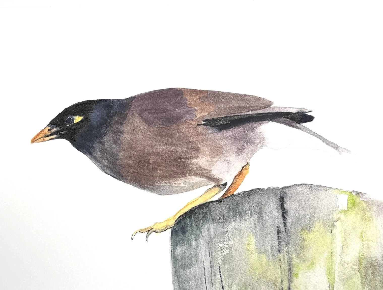 Martin triste", mai 2024. Aquarelle , 26 x 36 cm (10 x 14 po). Sur papier.