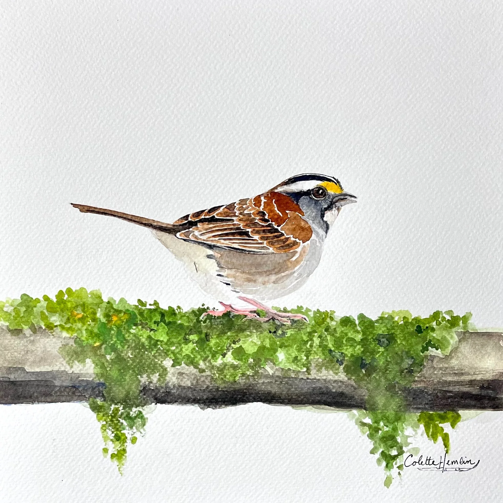 Bruant à gorge blanche. Aquarelle, papier Fabriano Deserres 300g 25% coton, 10 x 10 po (25 x 25 cm). Janvier 2026, d'après une photo personnelle. ---------- 2026-4