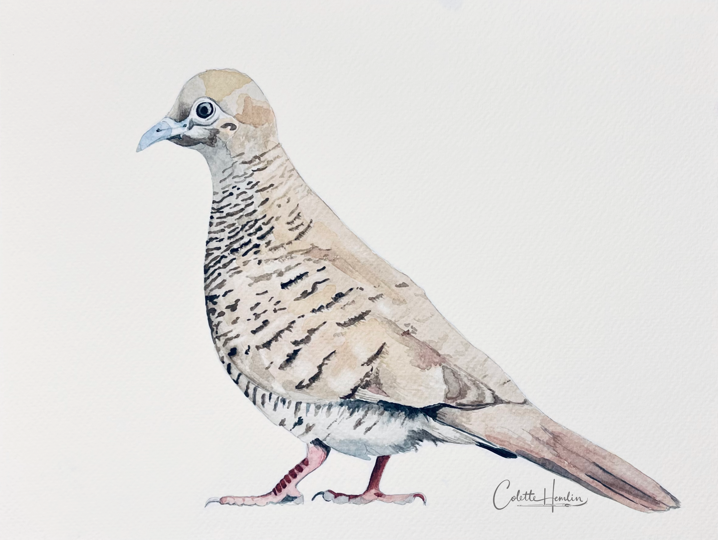 "Colombine zébrée". Aquarelle, papier Fabriano Deserres 300g 25% coton, 9 x 12 po (23 x 30 cm). Mars 2026, d'après une photo personnelle. ---------- 2026-18