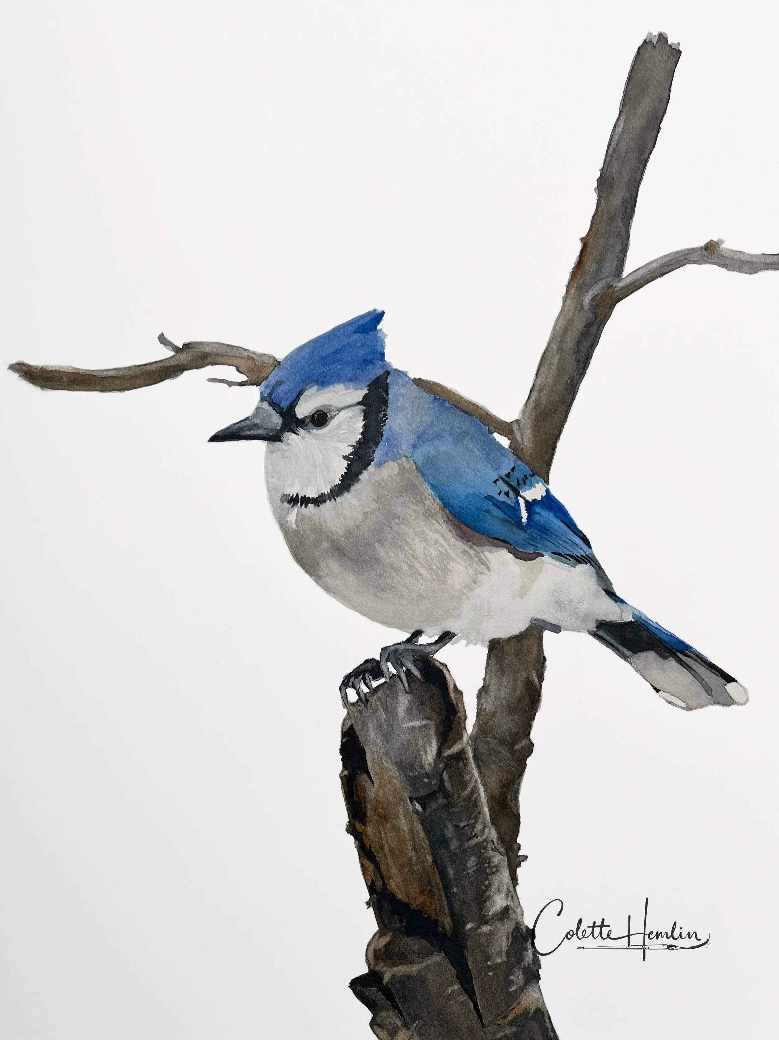"Geai bleu sur branche", Papier Fabriano 300g pressé à chaud, 8 x 11 pouces (20 x 28 cm) Janvier 2025, d'après une photo de Teresa S-J. ----------2025-7