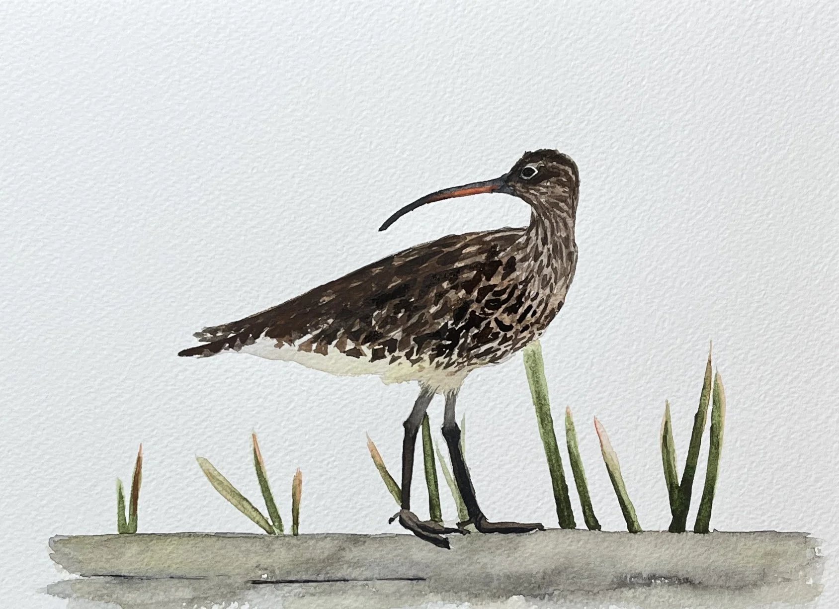 "Courlis corlieu", février 2024. Aquarelle 23 x 31 cm (9 x 12 po). Papier Canson Héritage, grain torchon, 300g, 