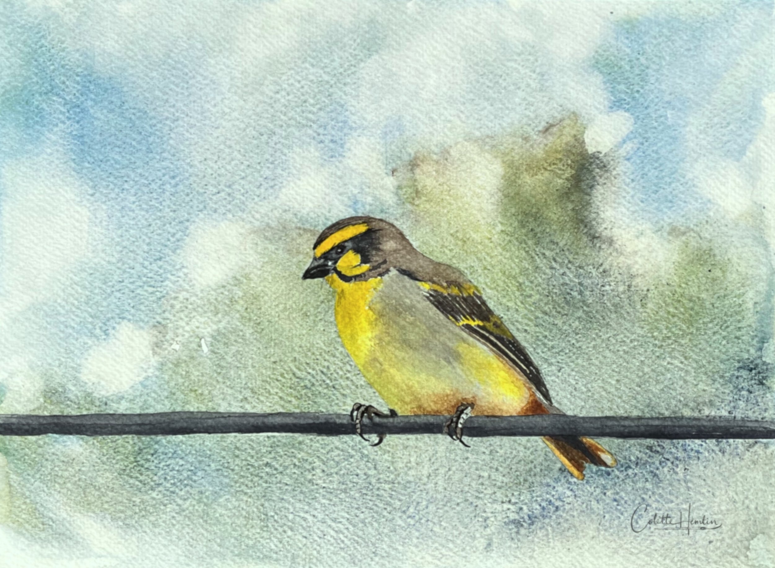 "Serin à front jaune". Aquarelle. Fabriano Deserres 300g, 25% coton, 9 x 12 po (23 x 30 cm) Avril 2026 ---------- 2026-29
