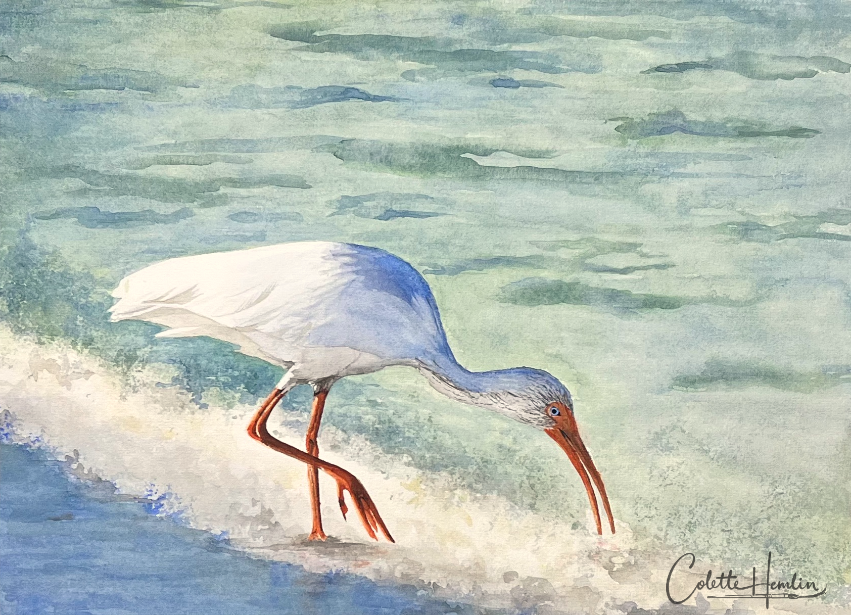 Ibis blanc.
Aquarelle papier Arches 300g, 100% coton, 12 x 16 po (31 x 41 cm).
Août 2024, d'après une photo de Ray Bilcliff    ---------- 2024-55