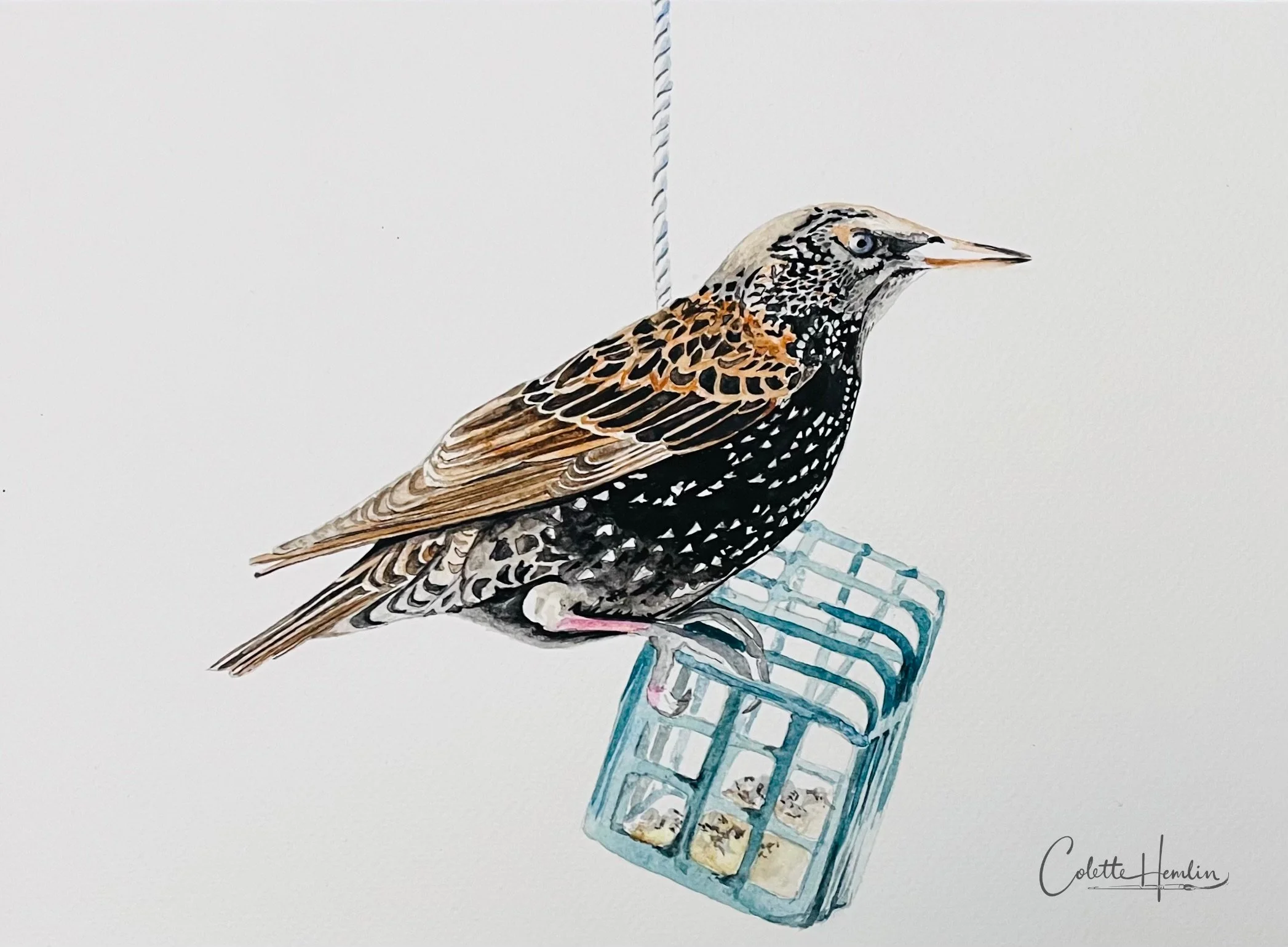 Étourneau sansonnet. Aquarelle, papier Fabriano Deserres 300g 25% coton, 9 x 12 po (23 x 30 cm). Mars 2026, d'après une photo personnelle. ------- 2026-20