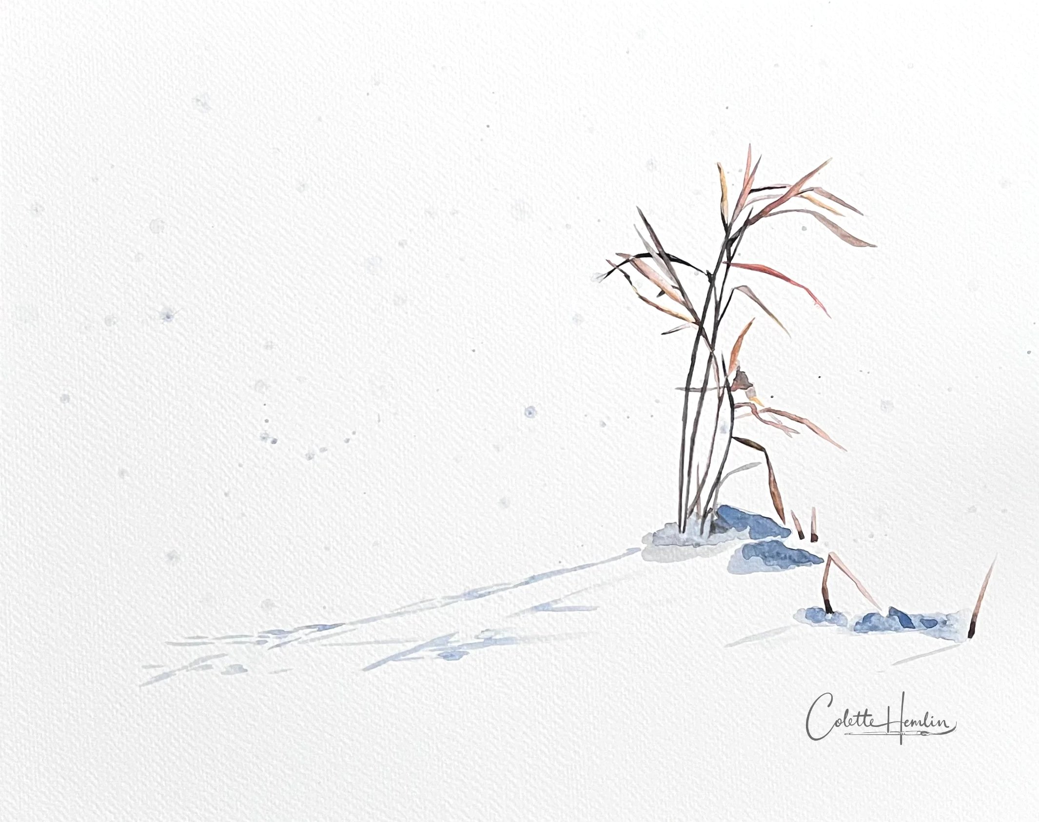 "L'élégance d'un brin d'herbe". Aquarelle, papier Fabriano Deserres, 300g, 25% coton, 11 x 14 po (28 x 36 cm). Février 2026, d'après une photo personnelle. ---------- 2026-12