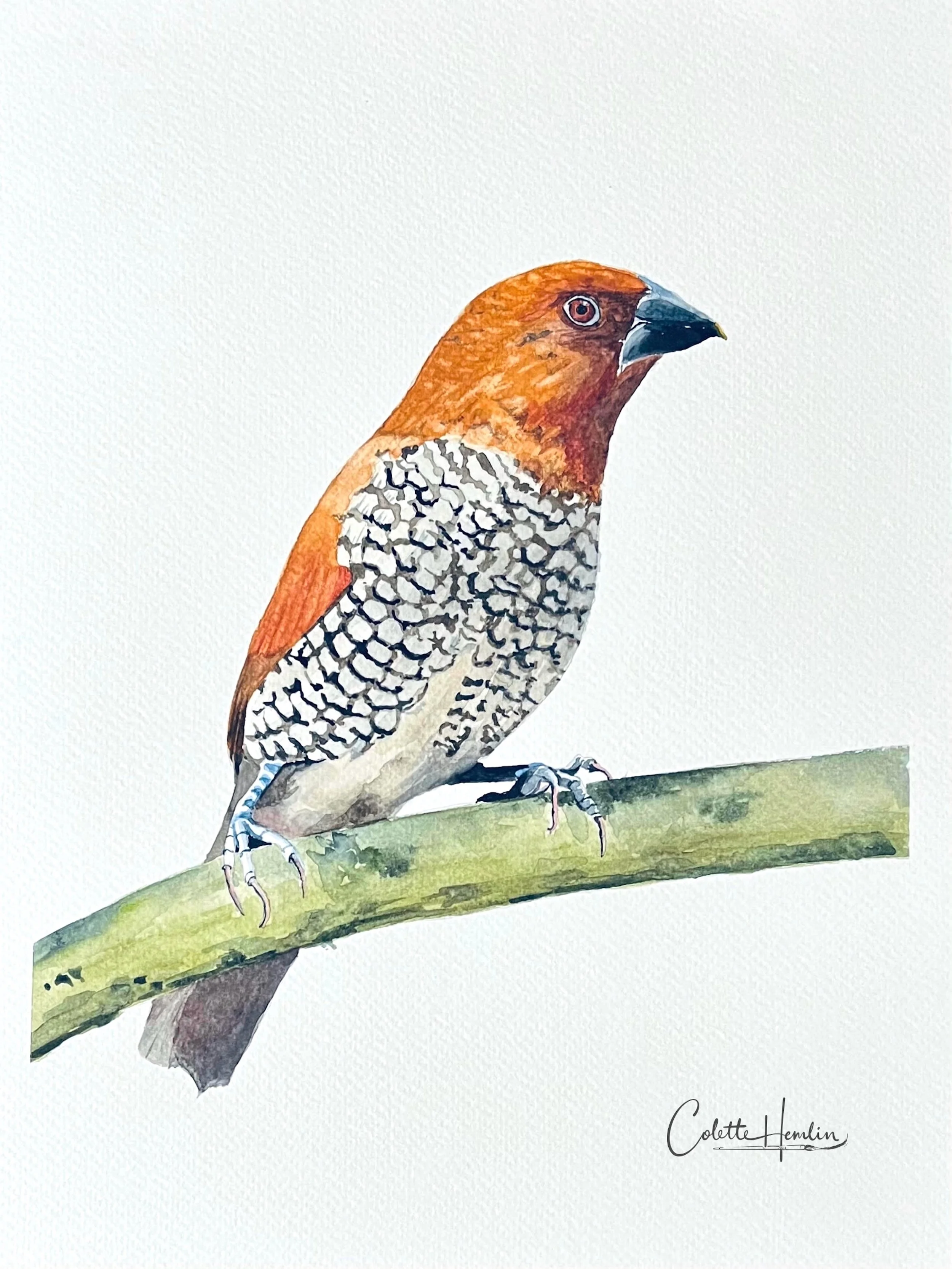 "Spermette damier". Aquarelle, papier Fabriano Deserres 300g 25% coton 9 x 12 po (23 x 30 cm) Juillet 2026 ---------- 2026-41