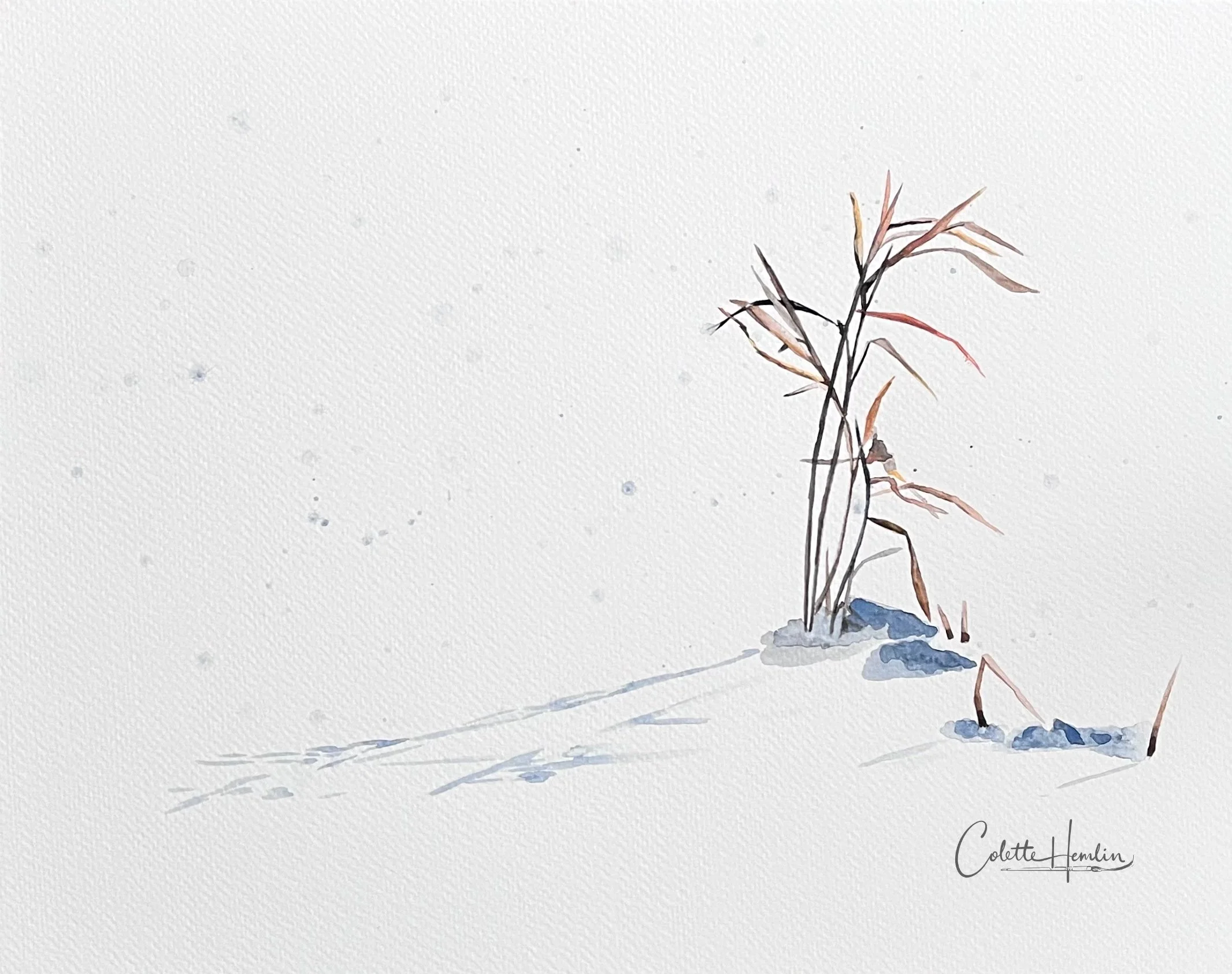 "L'élégance d'un brin d'herbe". Aquarelle, papier Fabriano Deserres, 300g, 25% coton, 11 x 14 po (28 x 36 cm). Février 2026, d'après une photo personnelle. ---------- 2026-12