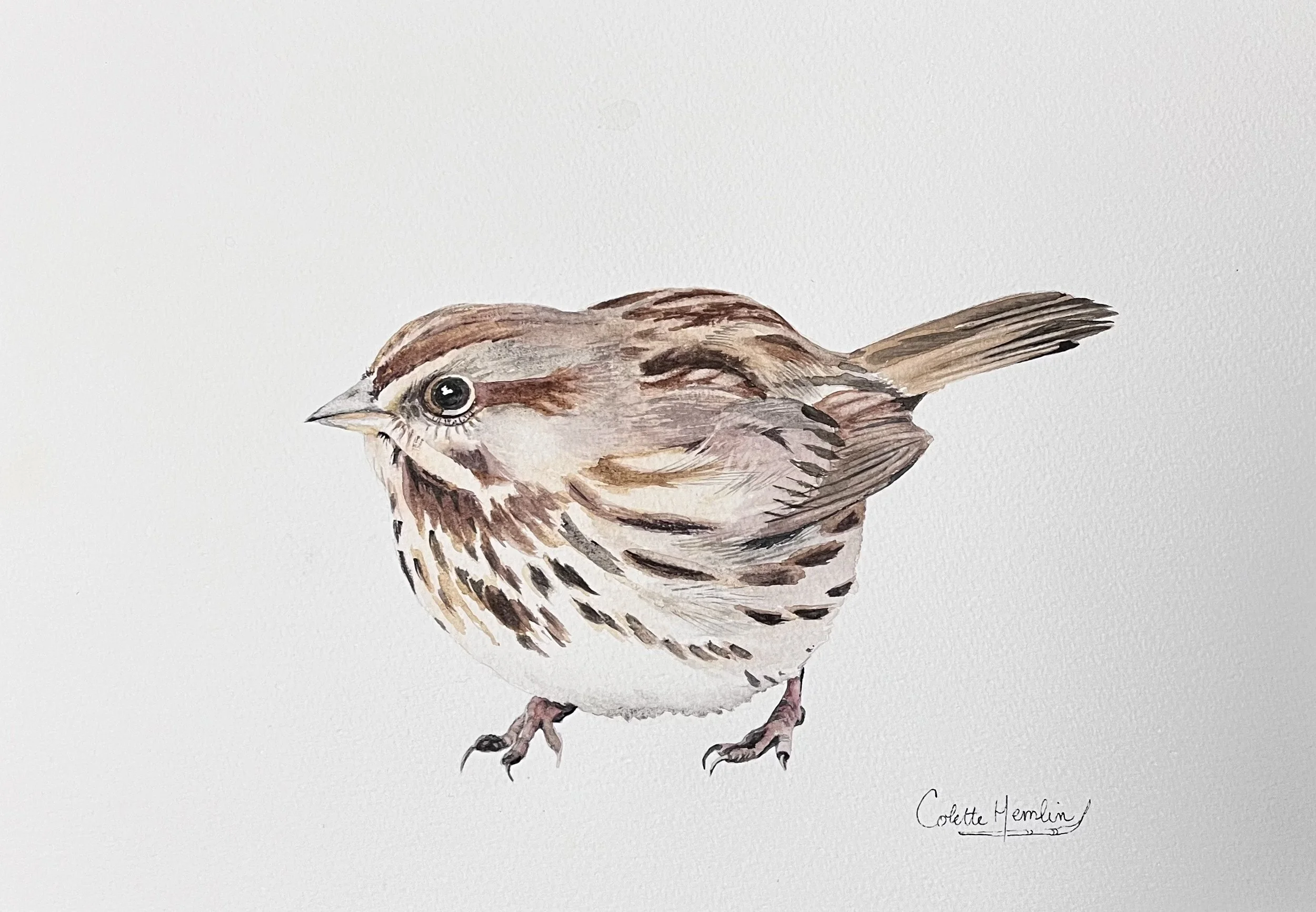 Bruant dodu. Aquarelle, papier Fabriano Deserres 300g 25% coton, 10 x 14 po (26 x 36cm). Janvier 2026, d'après une photo personnelle. ---------- 2026-2