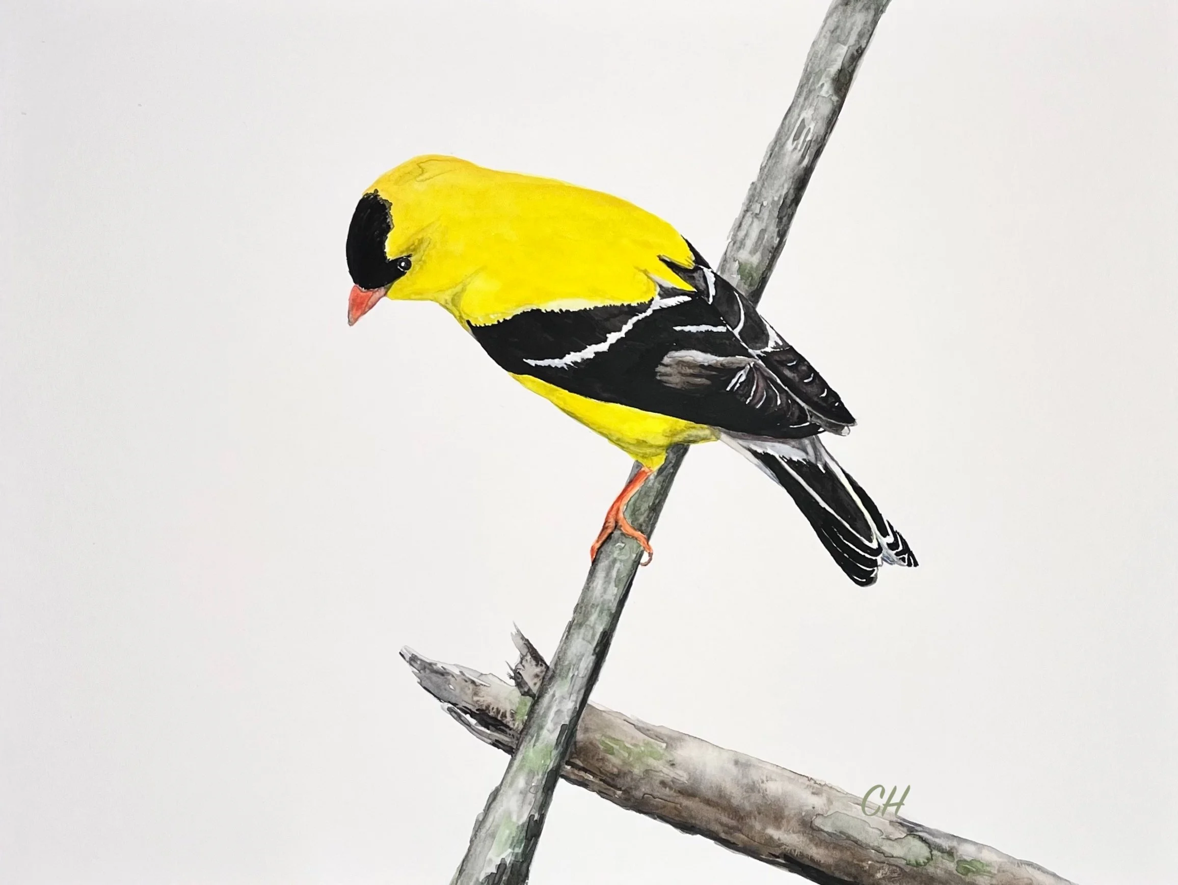 "Chardonneret jaune". Aquarelle, papier Arches 300g 100% coton, 9 x 12 po (23 x 31 cm). Juin 2024 d'après une photo personnelle. ----------  2024-42.