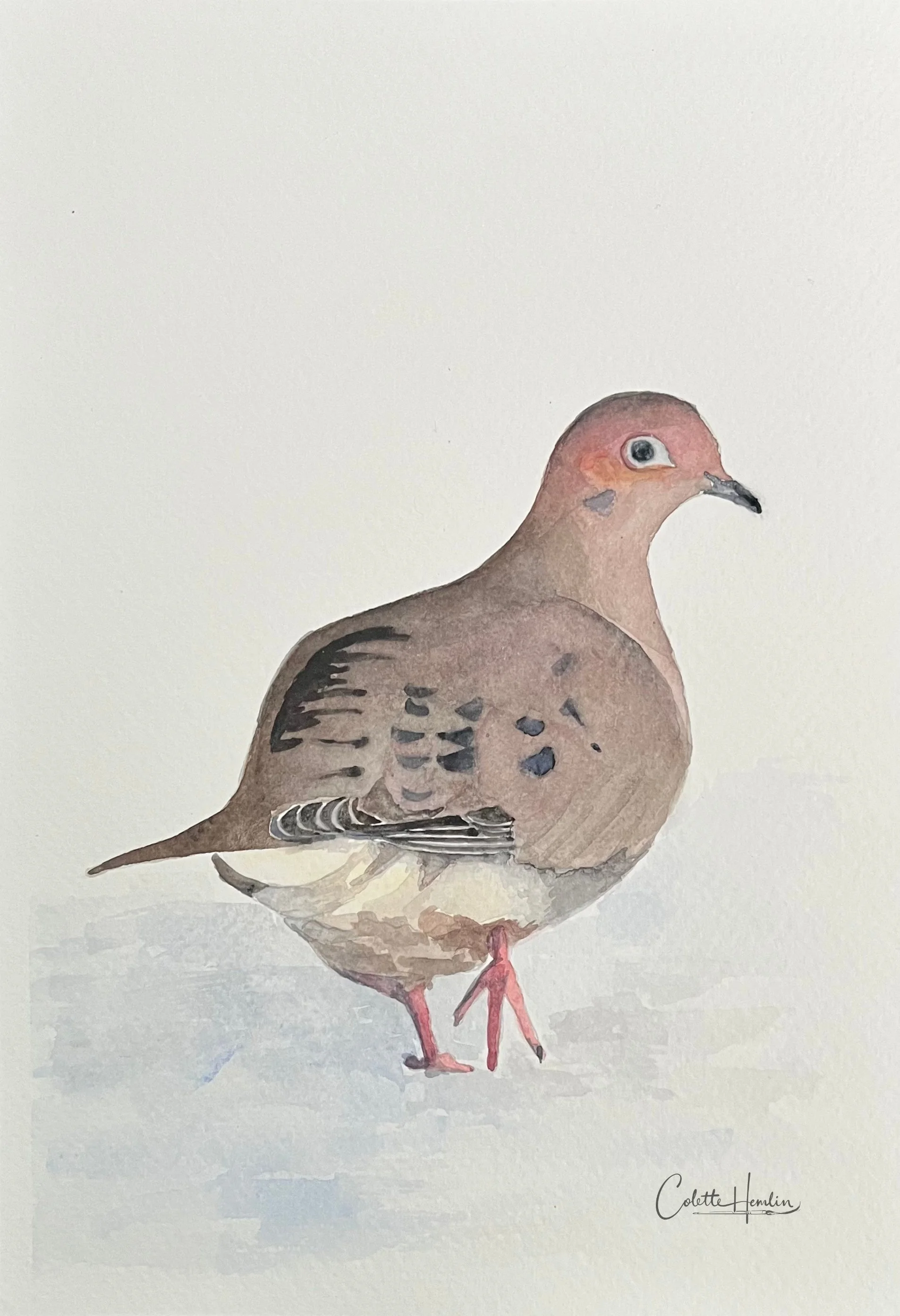 "Tourterelle triste". Aquarelle, papier Fabriano Deserres 300g 25% coton 6 x 9 po (15 x 23 cm) Avril 2026 ---------- 2026-27