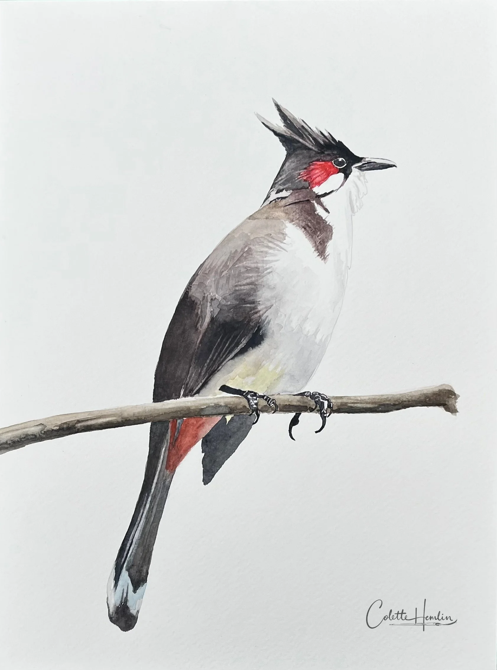 "Bulbul orphée". Aquarelle, papier Fabriano Deserres 300g 25% coton 9 x 12 po (23 x 30 cm) Avril 2026 ---------- 2026-30