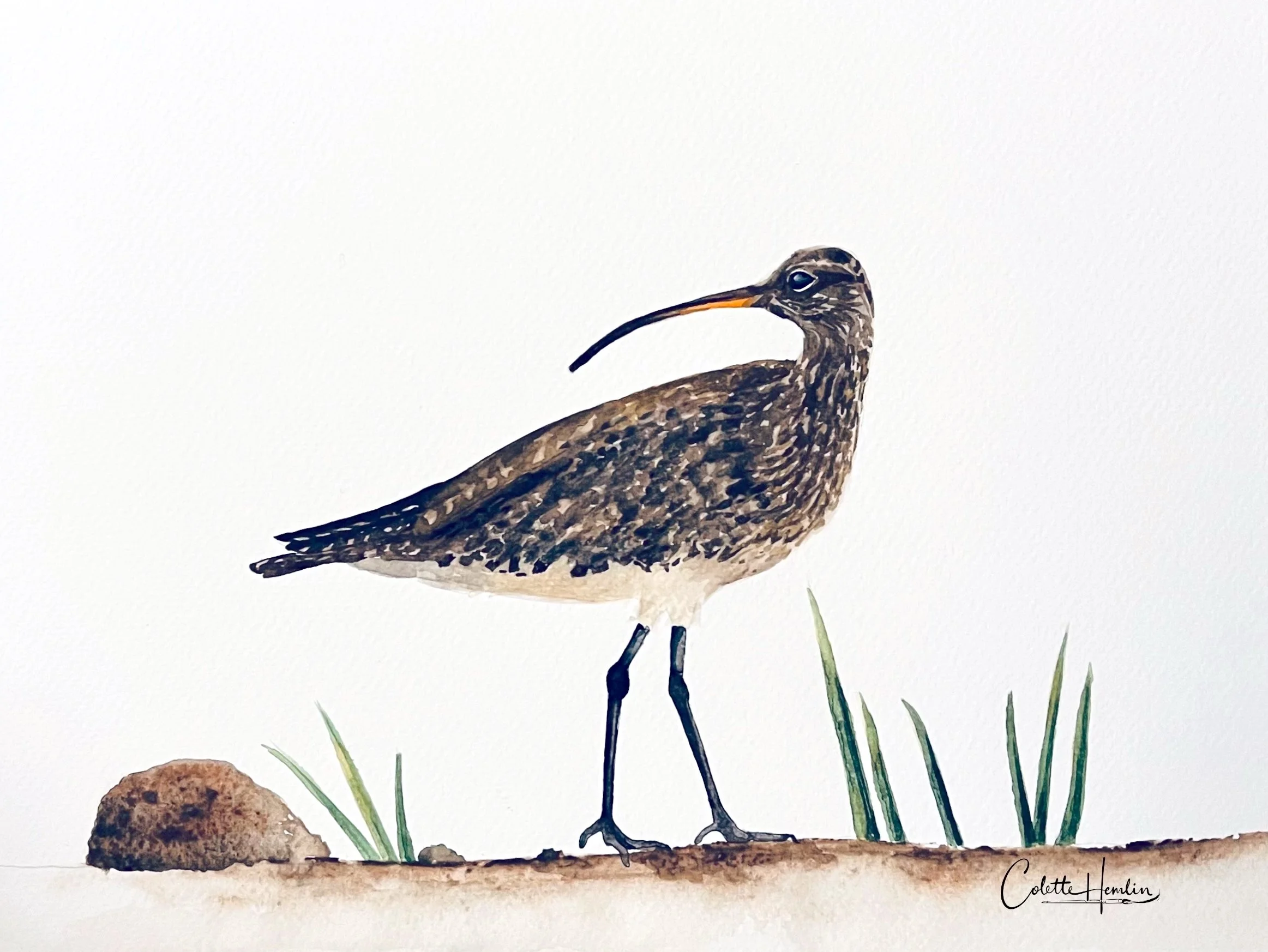 "Courlis corlieu". Aquarelle, papier Fabriano Artistico 300g, 100% coton, 9 x 12 po (23 x 31 cm) Mars 2026, d'après une photo personnelle. ---------- 2026-23