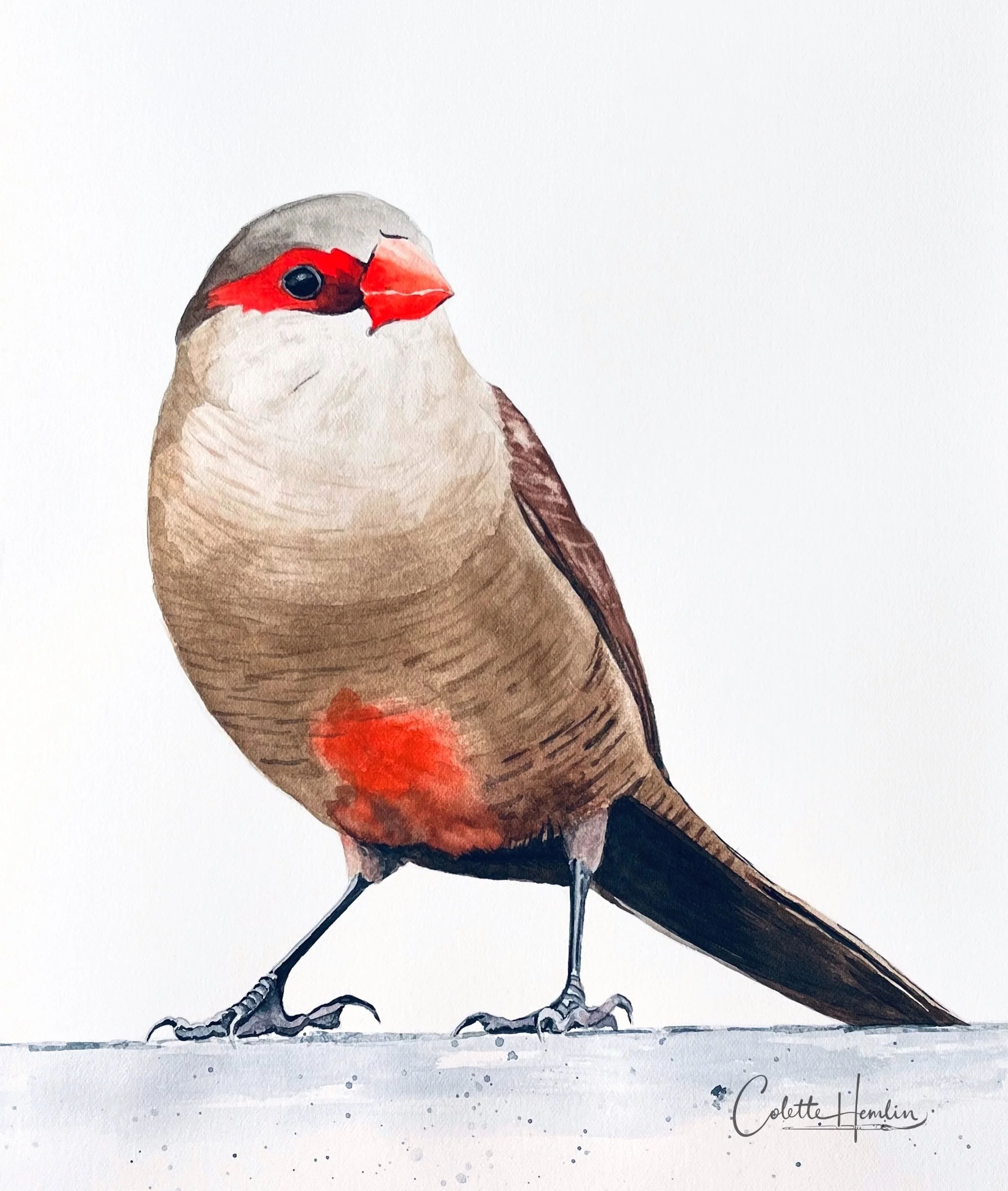 "Astrild ondulé (bengali)". Aquarelle, papier Fabriano Artistico 300g 100% coton 9 x 12 po (23 x 31 cm) Mars 2026 ---------- 2026-22