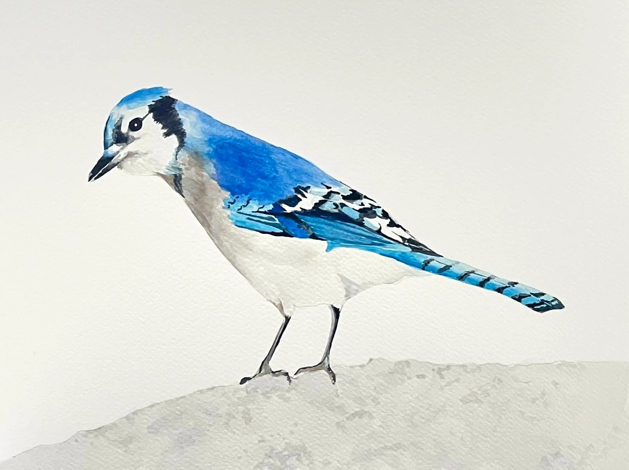 "Geai bleu" Aquarelle, papier Fabriano Deserres 300g 25% coton, 11 x 14 po (28 x 36 cm). Septembre 2026, d'après une photo personnelle. ---------- 2026-47