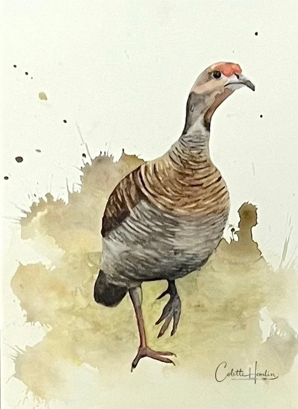 "Francolin gris". Aquarelle, papier Fabriano Deserres 300g 25% coton 9 x 12 po (23 x 30 cm) Mai 2026 ---------- 2026-31