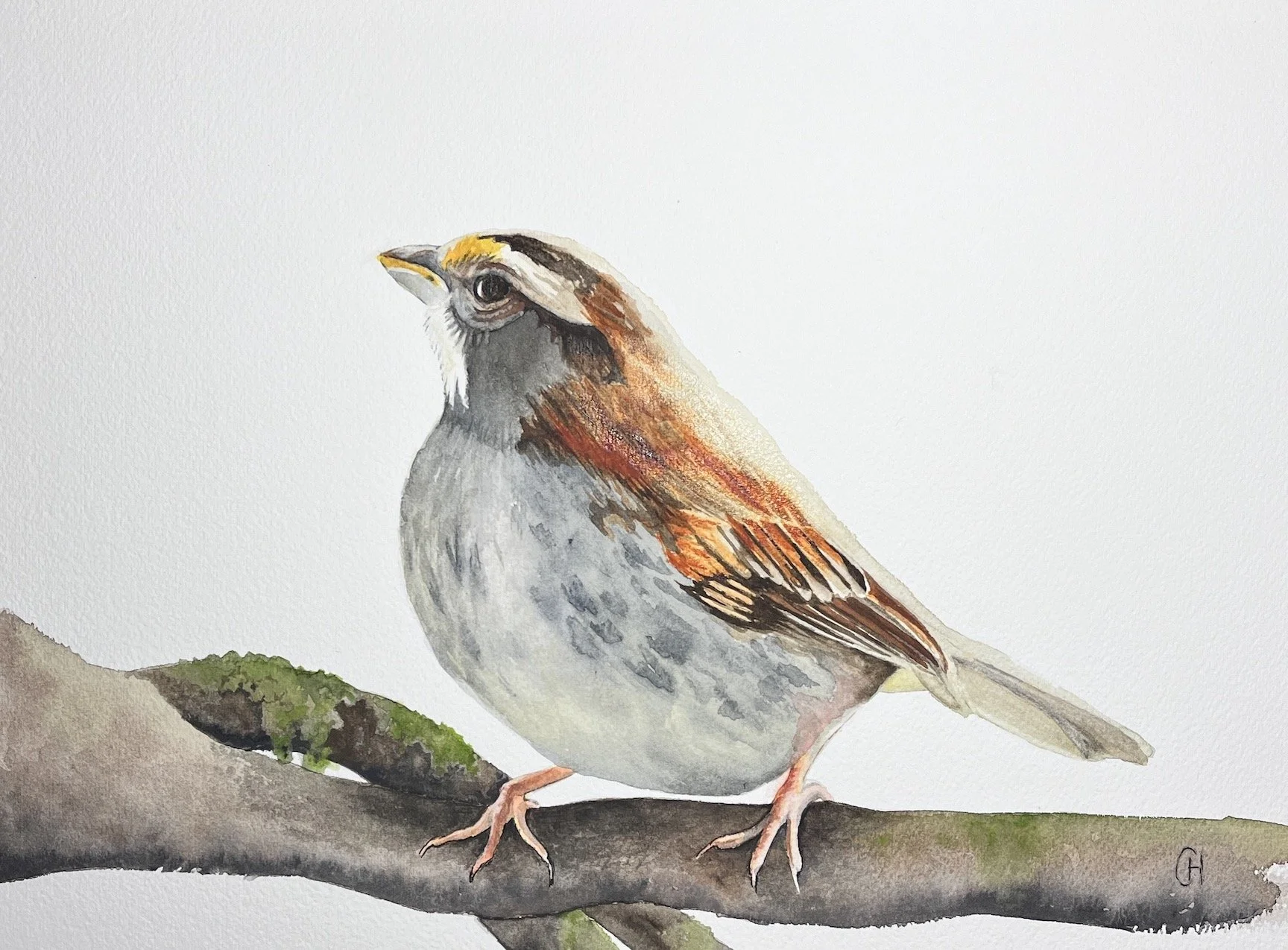 "Bruant à gorge blanche". Aquarelle, papier Arches 300g 100% coton, 10 x 14 po (26 x 36 cm). Mai 2024 d'après une photo personnelle. ---------- 2024-33.