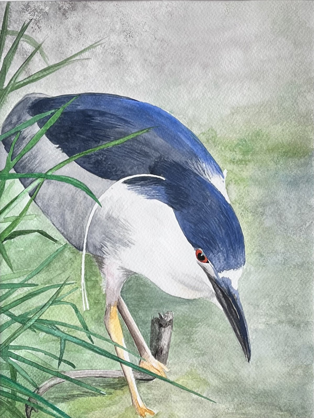 "Bihoreau gris. Aquarelle, papier Fabriano 300g 25% coton, 9x 12 po (23 x 31 cm). Octobre 2024 d'après une photo personnelle. ---------- 2024-61.