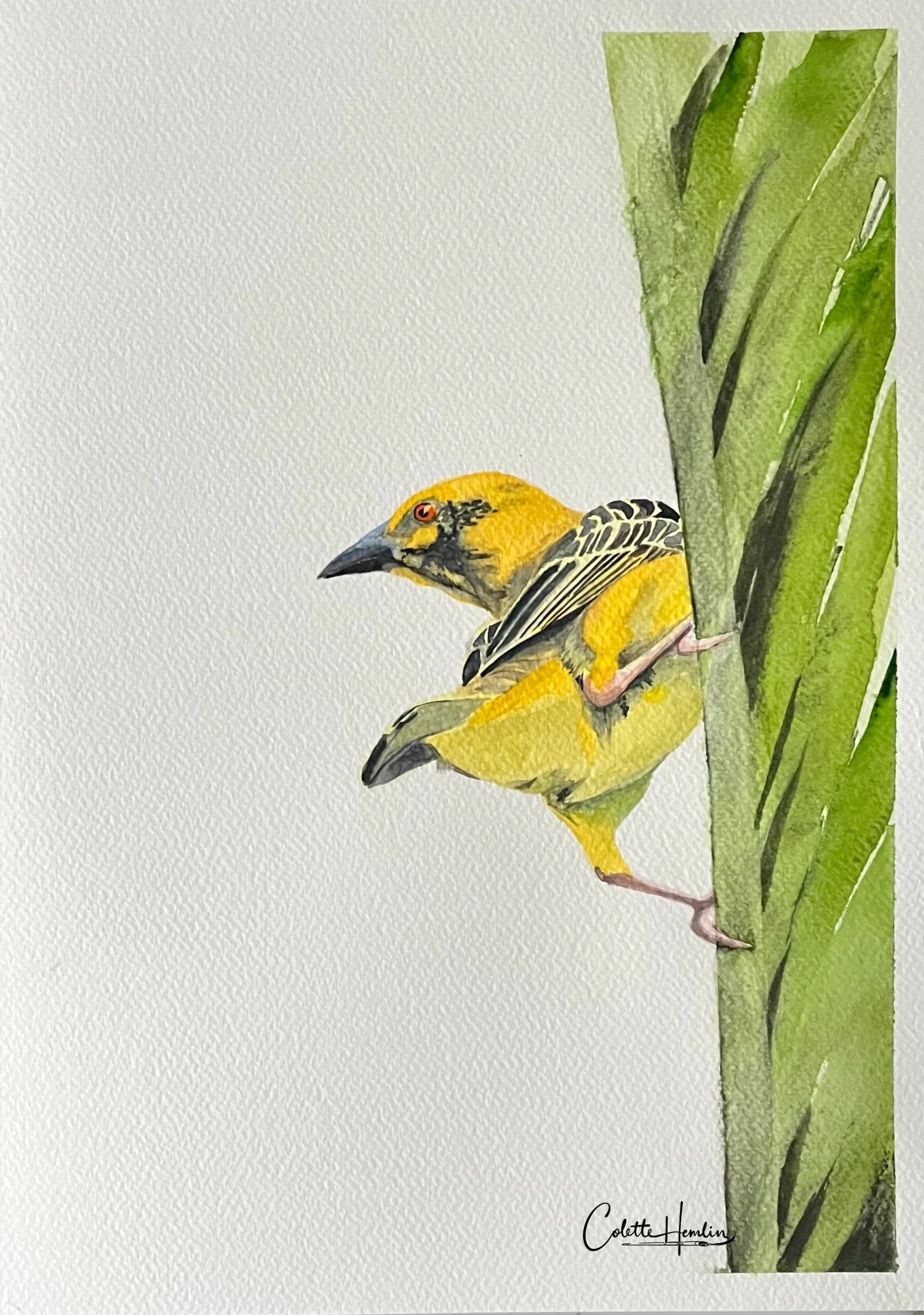 "Tissserin gendarme". Aquarelle, papier Fabriano Deserres 300g 25% coton, 10 x 14 po (25 x 36 cm). Juin 2026, d'après une photo personnelle. ---------- 2026-34