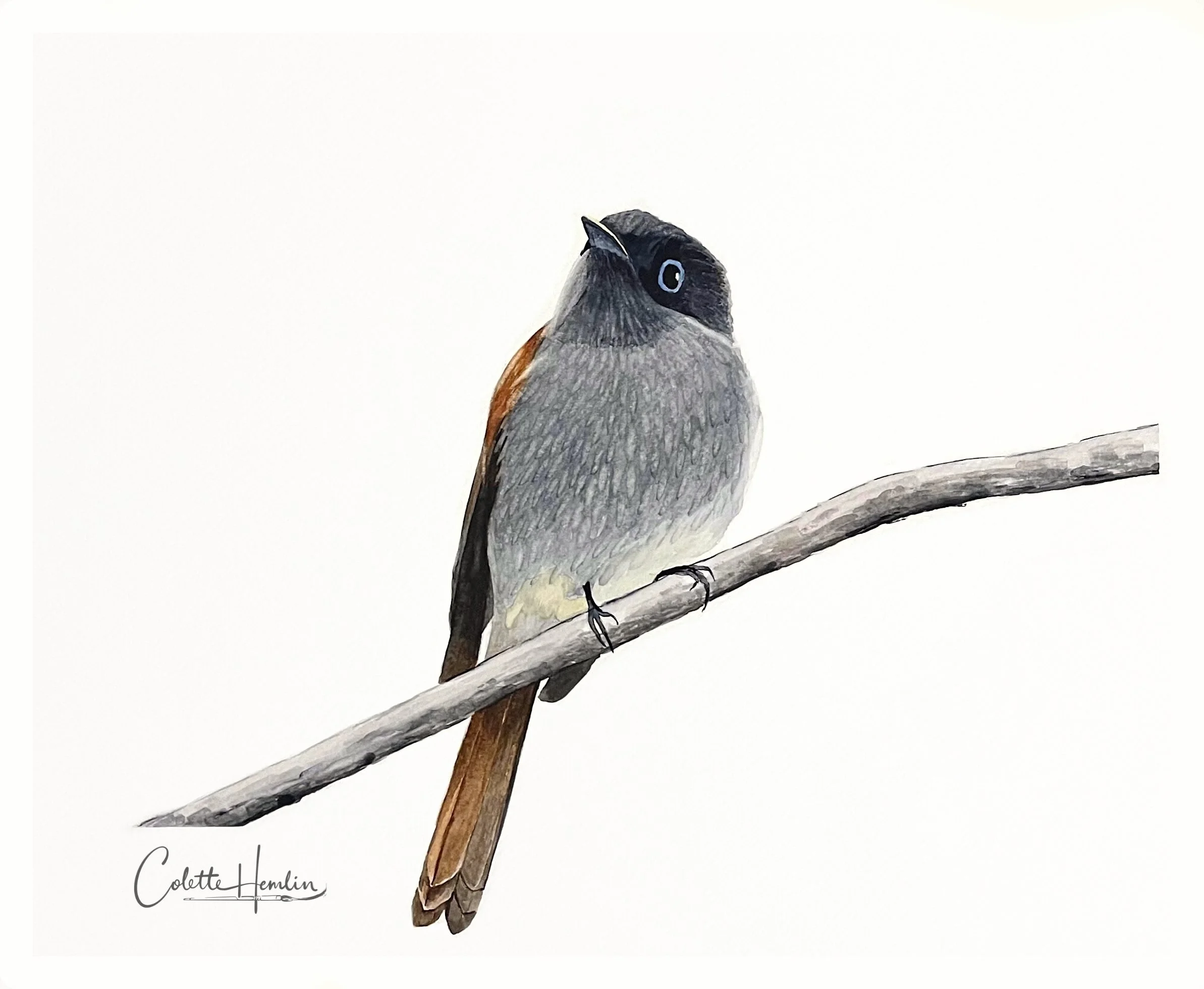 "Tchitrec de Maurice". Aquarelle, papier Fabriano Deserres 300g 25% coton 11 x 14 po (28 x 36 cm) Juin 2026 ---------- 2026-38