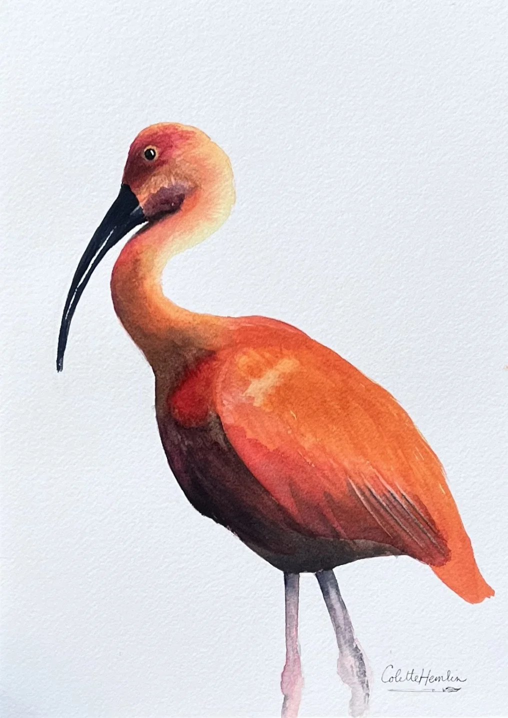 "Ibis écarlate", 2024. Aquarelle, 23 x 31 cm. Papier Arches, 100% coton pressé à froid, 300g, grain fin.