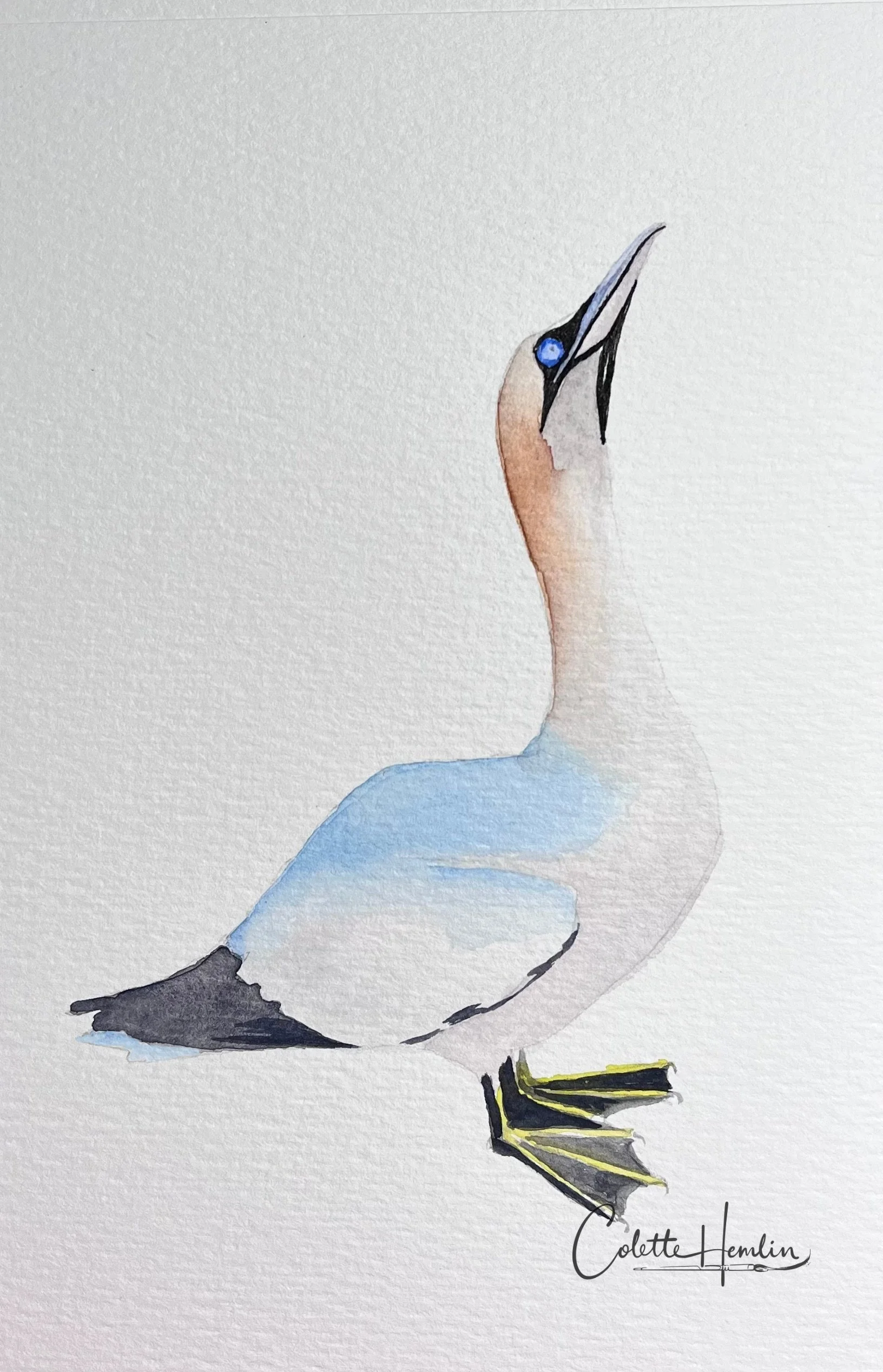 Fou de Bassan. Aquarelle, papier Paul Rubens, 300g 100% coton, 5 x 8 po (14 x 20 cm) d'après une photo personnelle. ---------- 2025-72