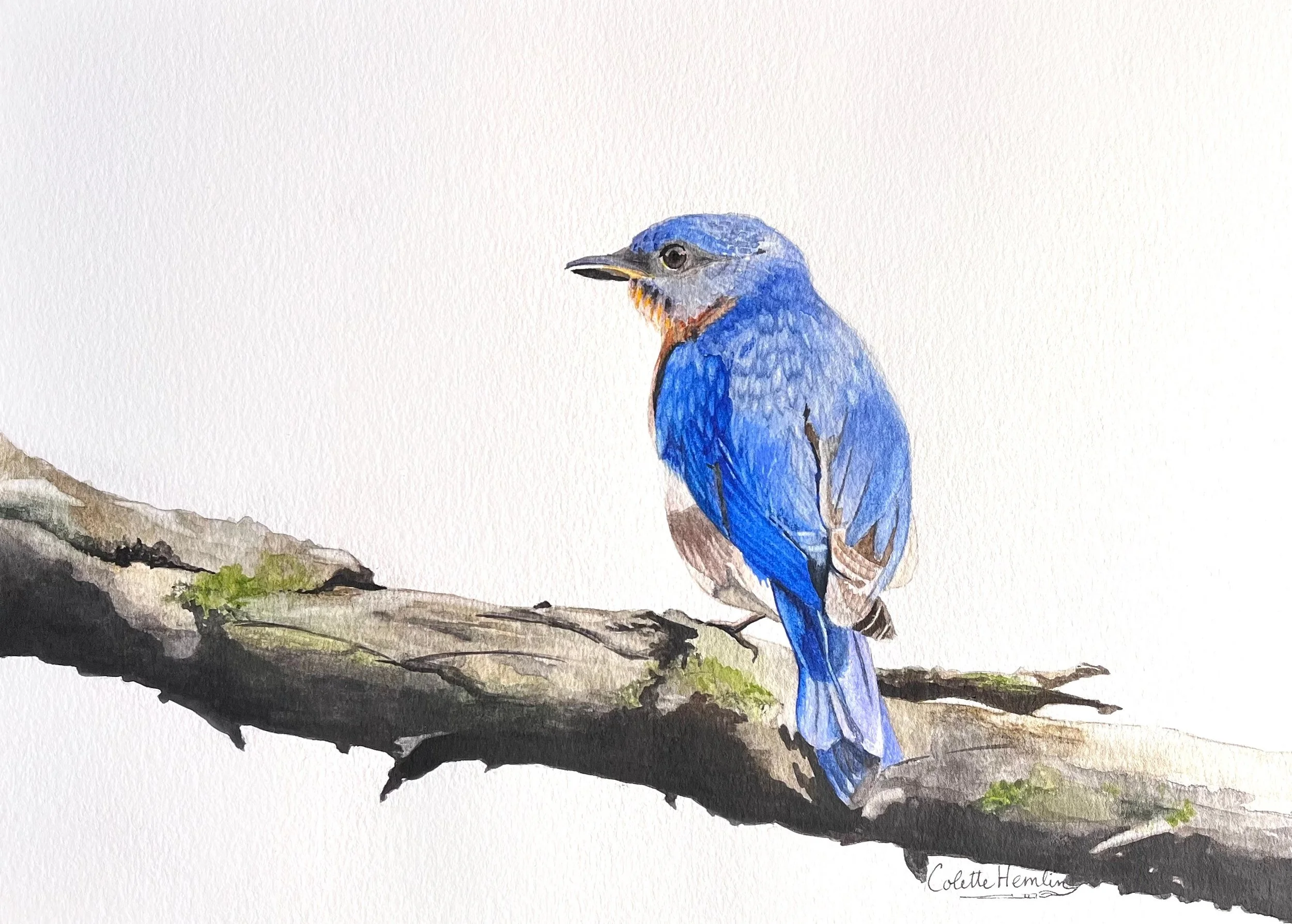 "Merle bleu de l'est". Aquarelle, papier Fabriano Deserres 300g 25% coton, 9 x 12 po (23 x 31 cm). Septembre 2024 d'après une photo personnelle. ---------- 2024-57.