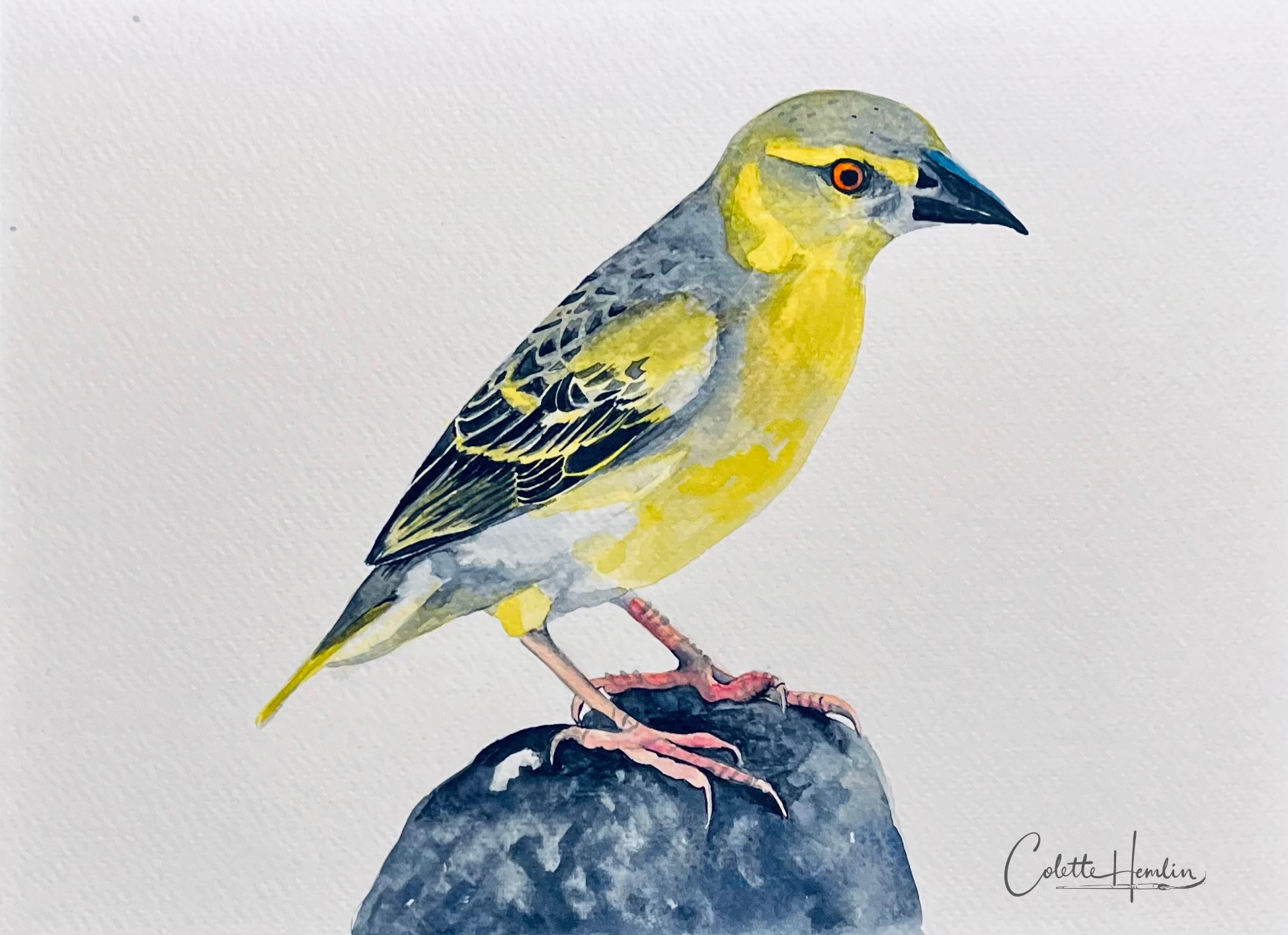 "Tisserin gendarme" Aquarelle, papier Fabriano Deserres 300g 25% coton, 9 x 12 po (23 x 30 cm). Février 2026, d'après une photo personnelle. ---------- 2026-17