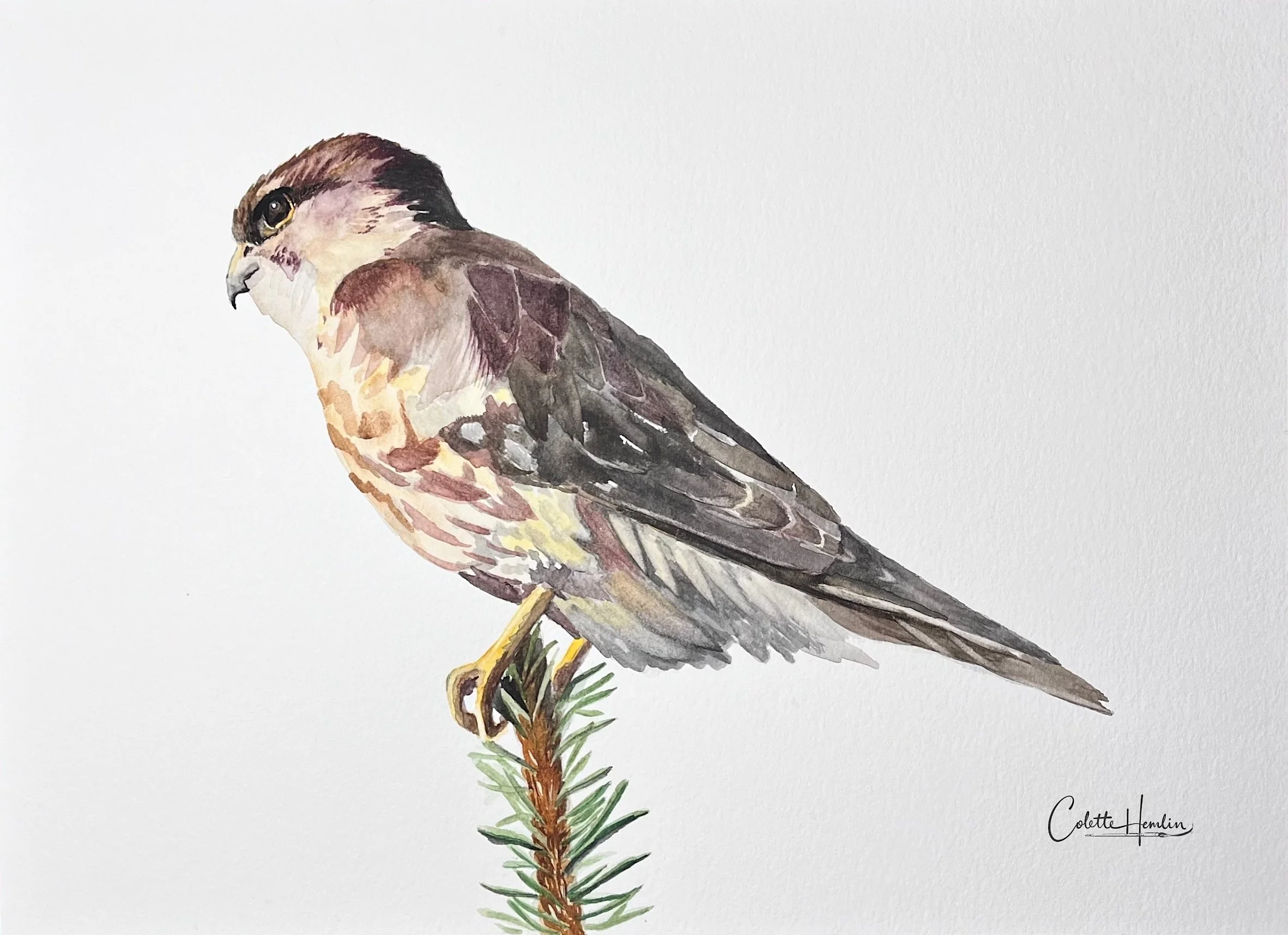 "Faucon émérillon", aquarelle, papier Arches 300g, 10 x 14 po (26 x 36 cm) 100% coton, septembre 2024 d'après une photo personnelle. ----------  2024-56