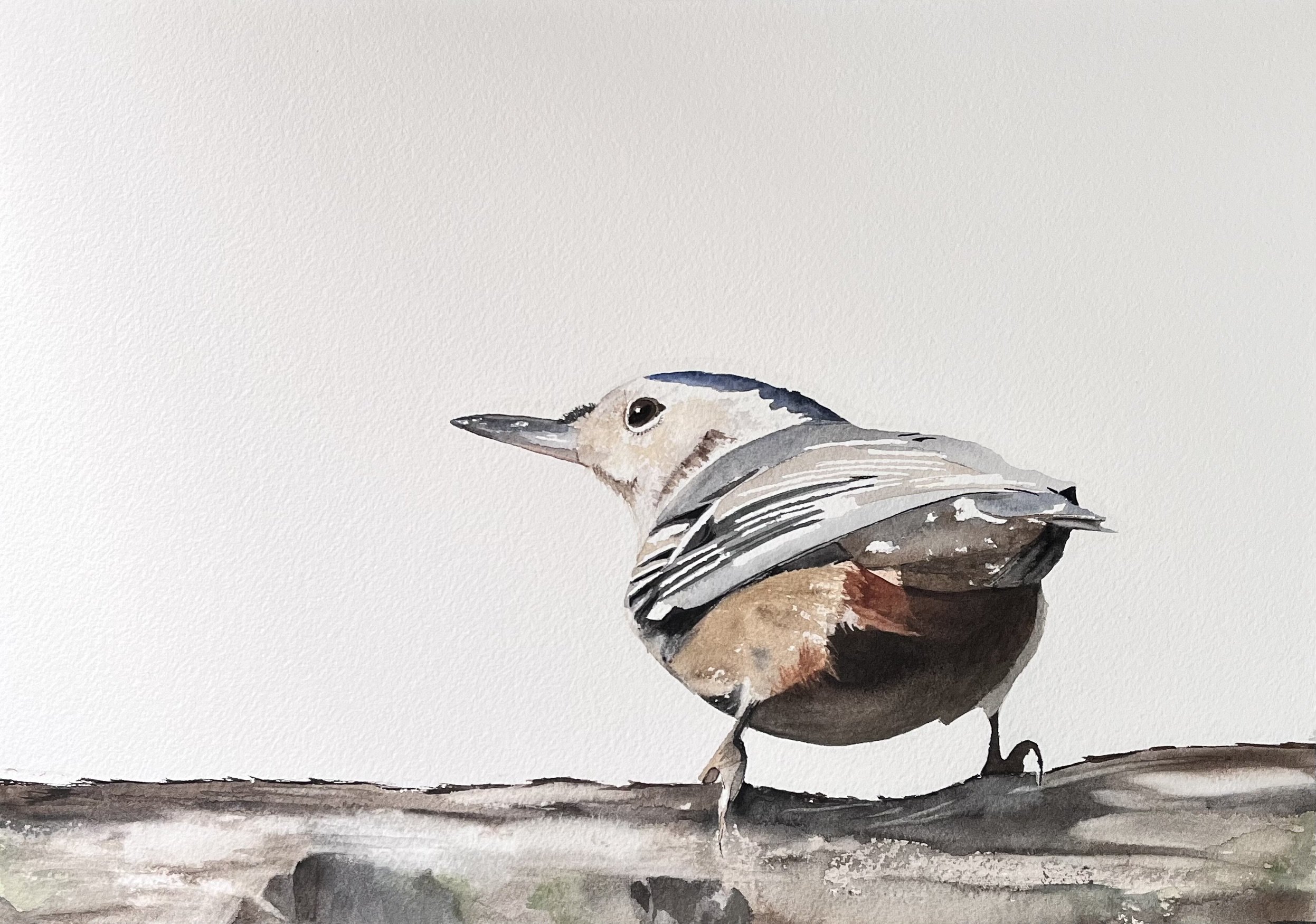 "Sittelle ", aquarelle, papier Fabriano Deserres 300g, 11 x 15 po (28 x 38 cm) 25% coton, novembre 2024 d'après une photo personnelle. ---------- 2024-69