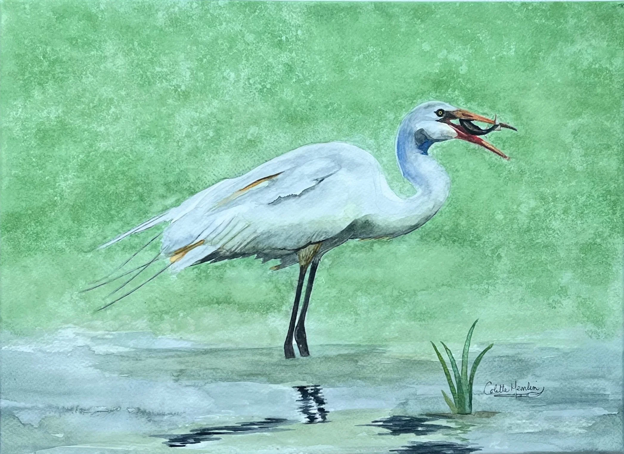L'aigrette et le poisson. Aquarelle, papier Fabriano 300g, 25% coton,  12 x 18 pouces (31 x 45 cm) marouflée ---------- 2025-66