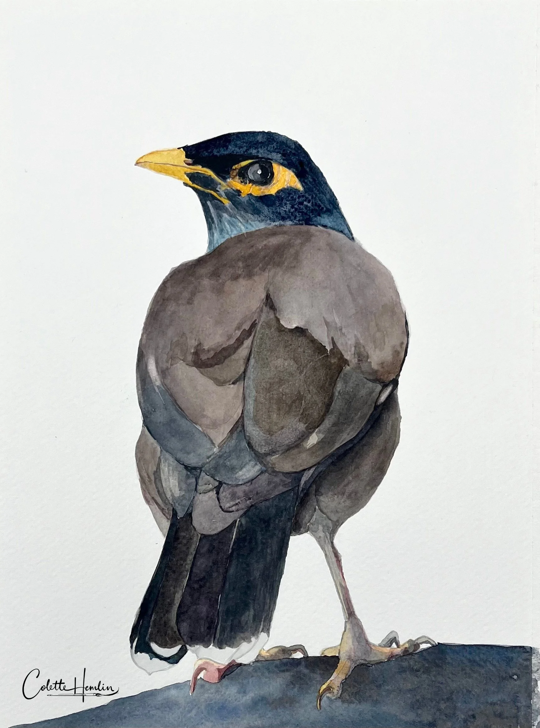 "Martin triste". Aquarelle, papier Fabriano Deserres 300g 25% coton, 9 x 12 po (23 x 30 cm). Juillet 2026, d'après une photo personnelle. ---------- 2026-40