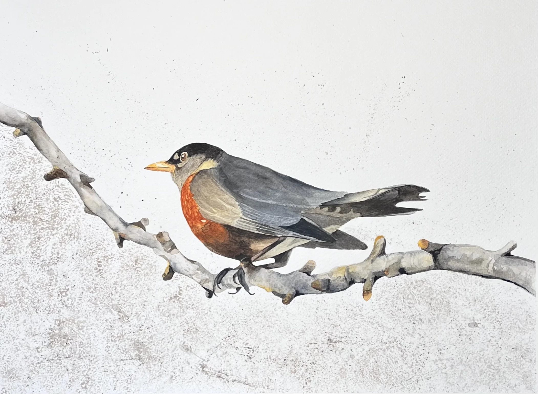 "Merle d'Amérique", aquarelle, papier Fabriano Deserres 300g, 11 x 15 po (28 x 38 cm) 25% coton, novembre 2024 d'après une photo personnelle. ----------  2024-65 VENDUE