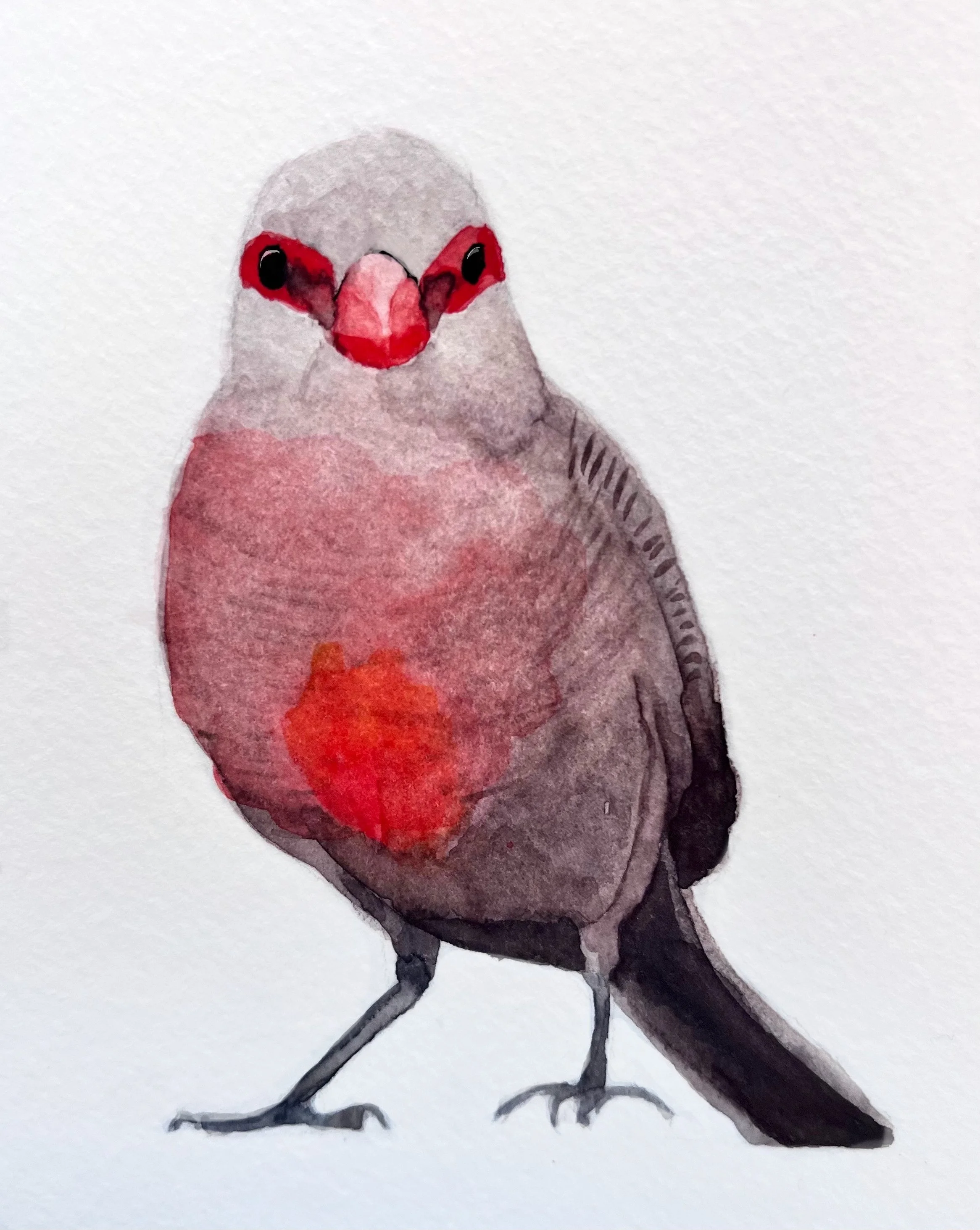 "Astrild ondulé (bengali)". Aquarelle, papier Fluid 300g 100% coton 6 x 6 po (15 x 15 cm) Octobre 2025 ---------- 2025-71