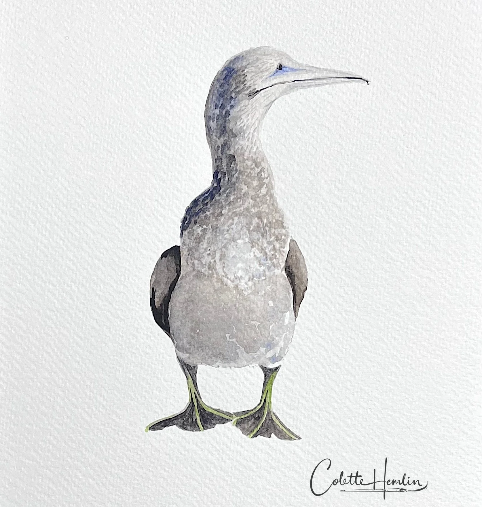 Jeune fou de Bassan. Aquarelle, papier Fabriano, Studio Watercolor, 300g, 25% coton, 5 x 7  pouces (23 x 28 cm)   d'après une photo personnelle ---------- 2025-70