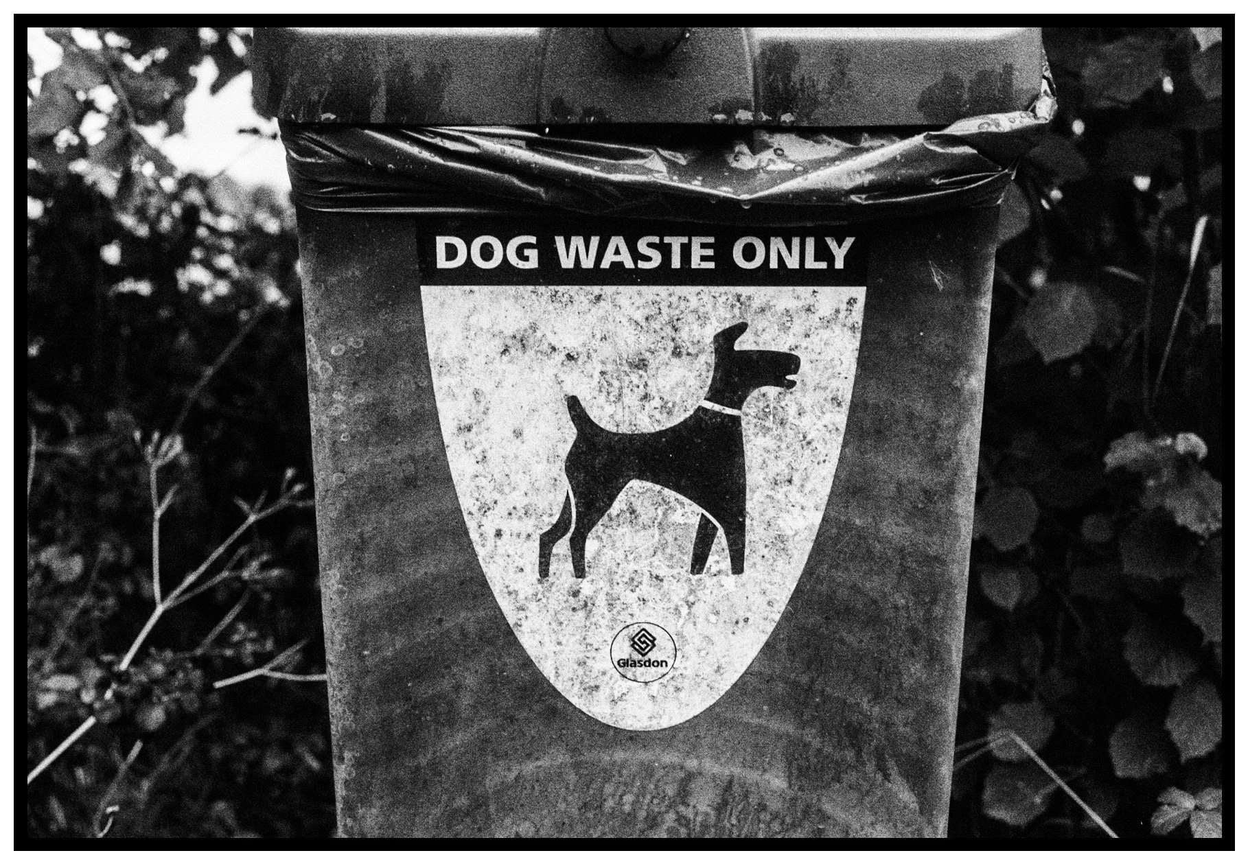 A public trash bin labeled for dog waste only, with a silhouette image of a dog. The bin has a sticker indicating Glasgow.