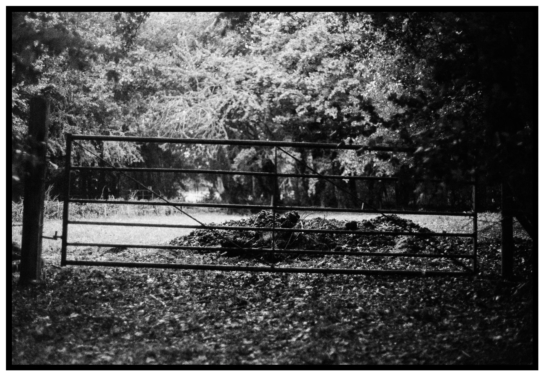 A metal farm gate in front of a pile of manure or compost, with trees and foliage in the background, captured in black and white.