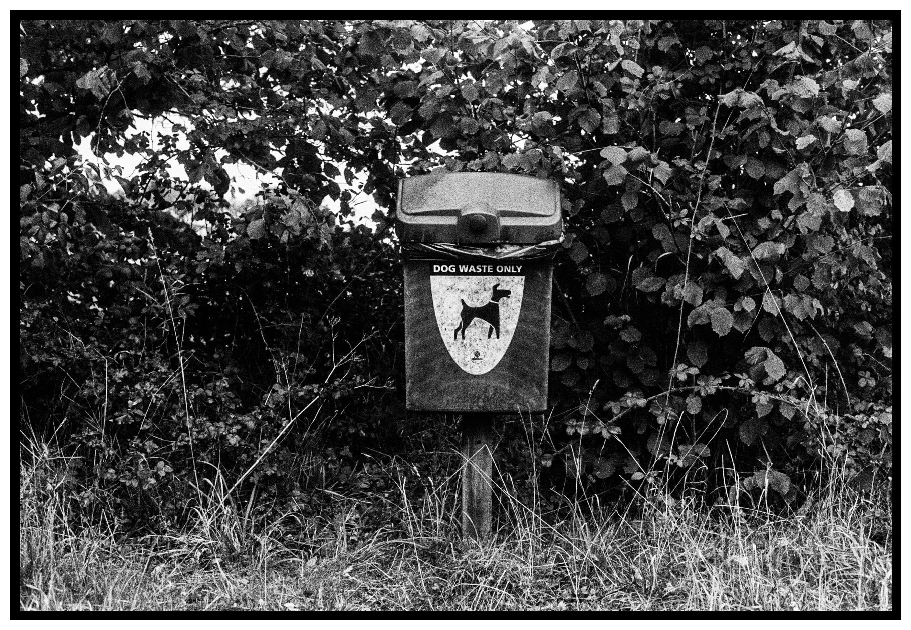 Dog waste disposal bin with a sign of a dog and the text 'Dog Waste Only' in front of dense bushes and tall grass.