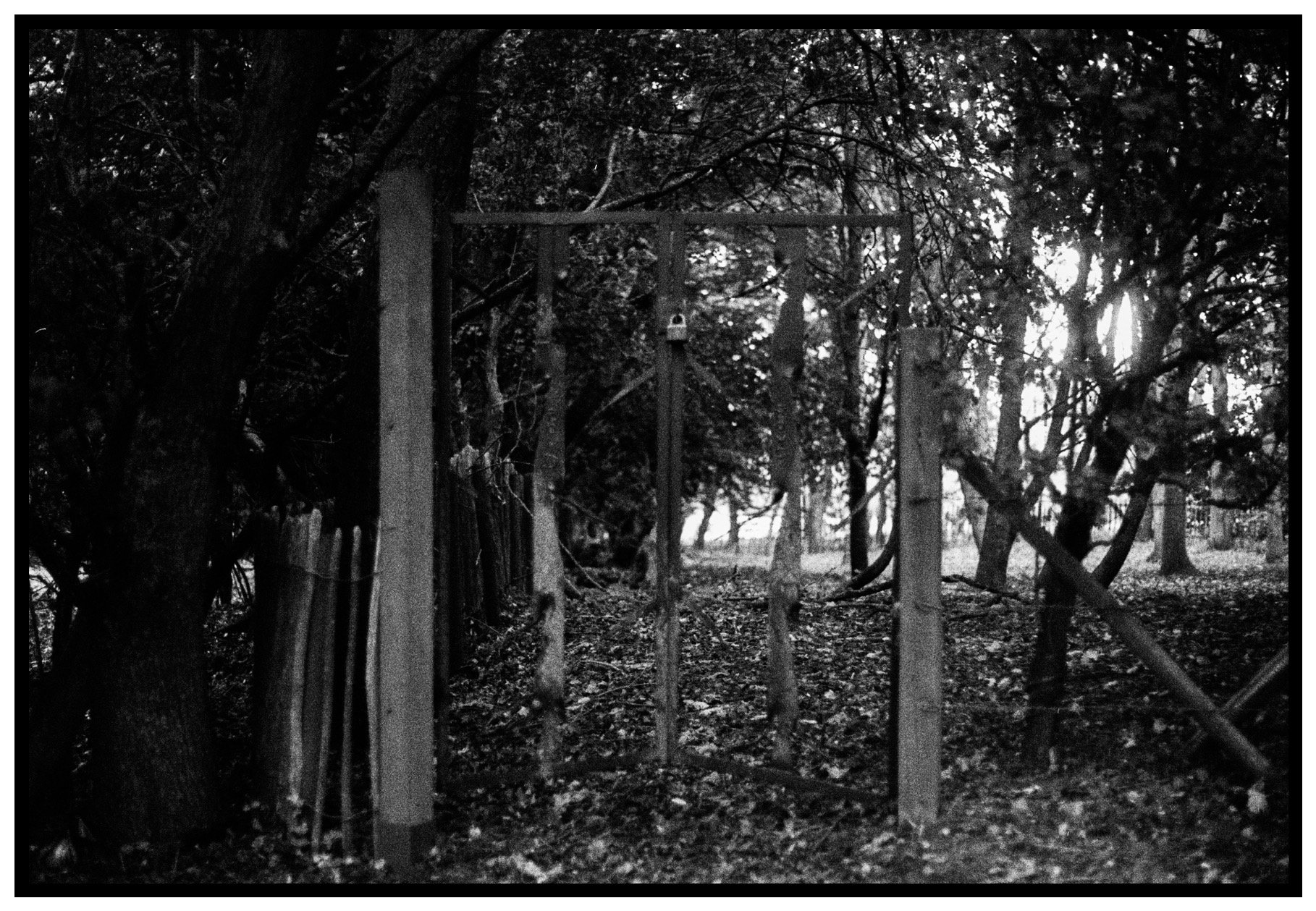 Black and white photo of a swing set in a wooded area with trees and foliage, sunlight filtering through the leaves.