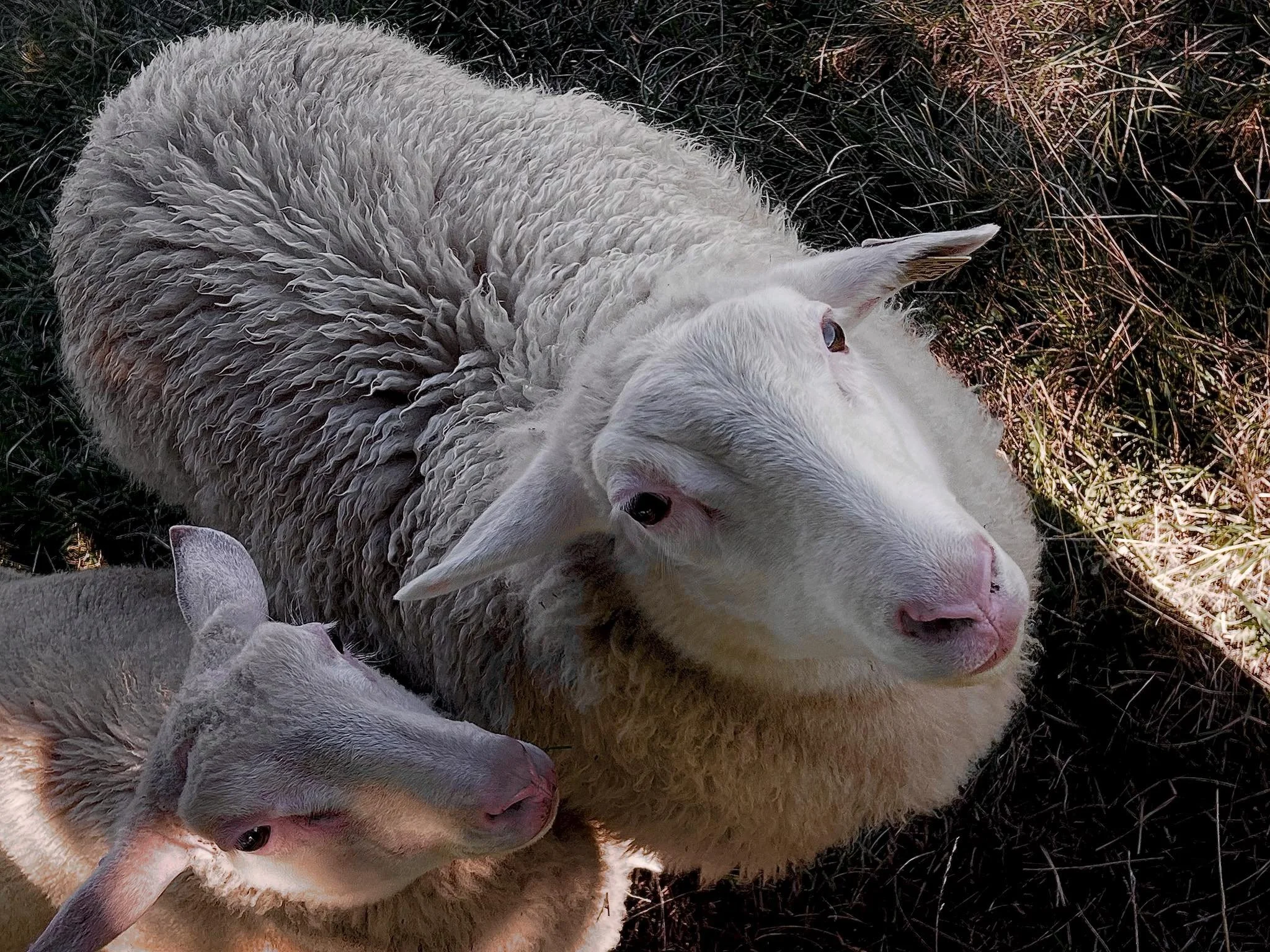 Lamb Shares