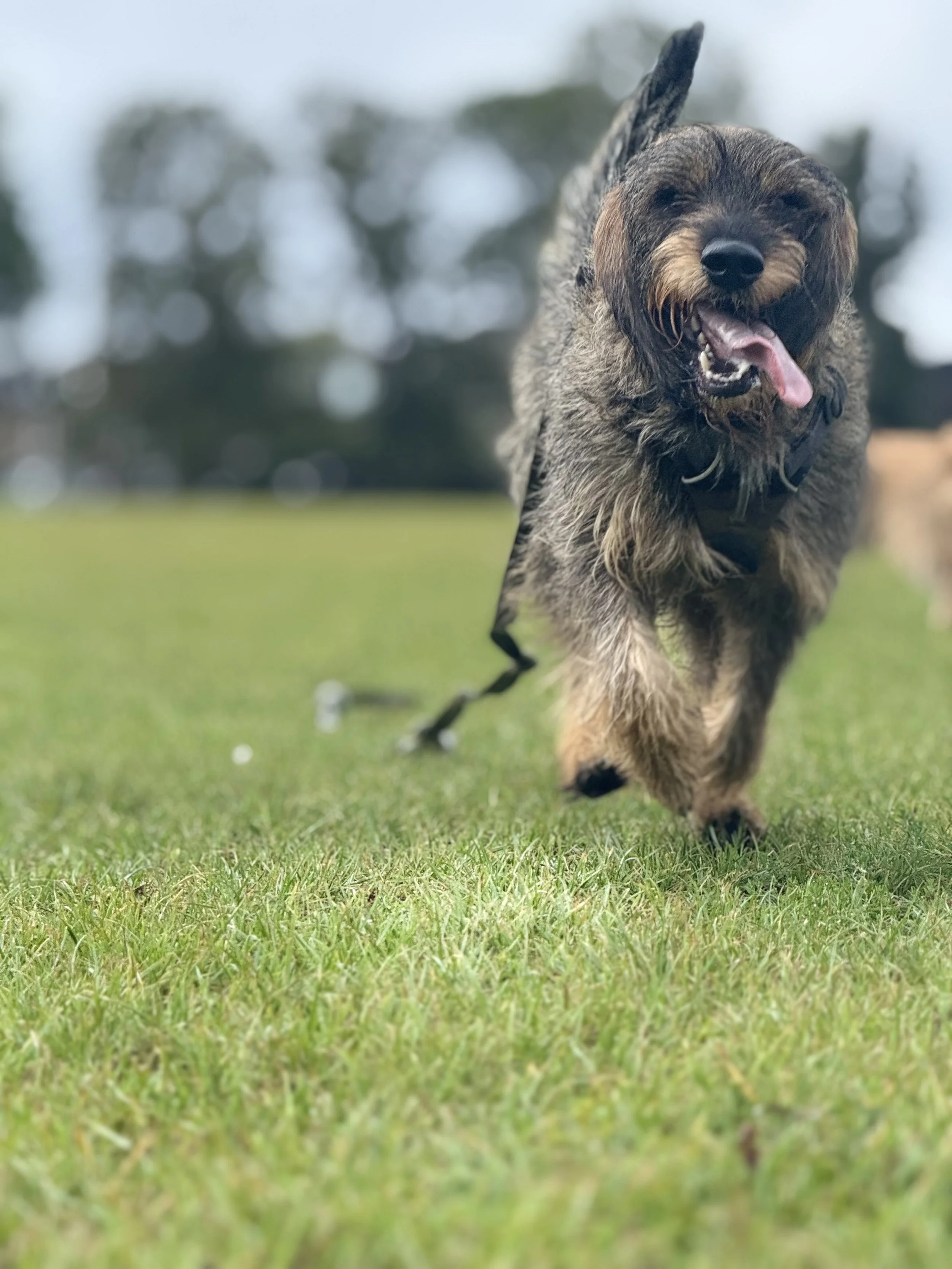 A happy, energetic dog running on a grassy field with trees in the background.